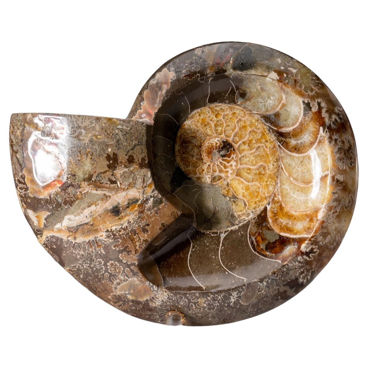 Genuine Polished Ammonite Fossil Dish (2.6 grams)
