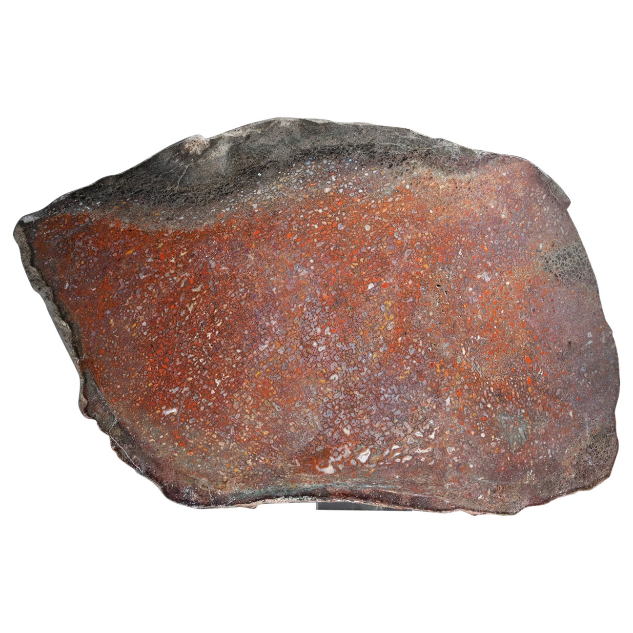 Echte polierte Dinosaurierknochenscheibe (3,7 lbs)
