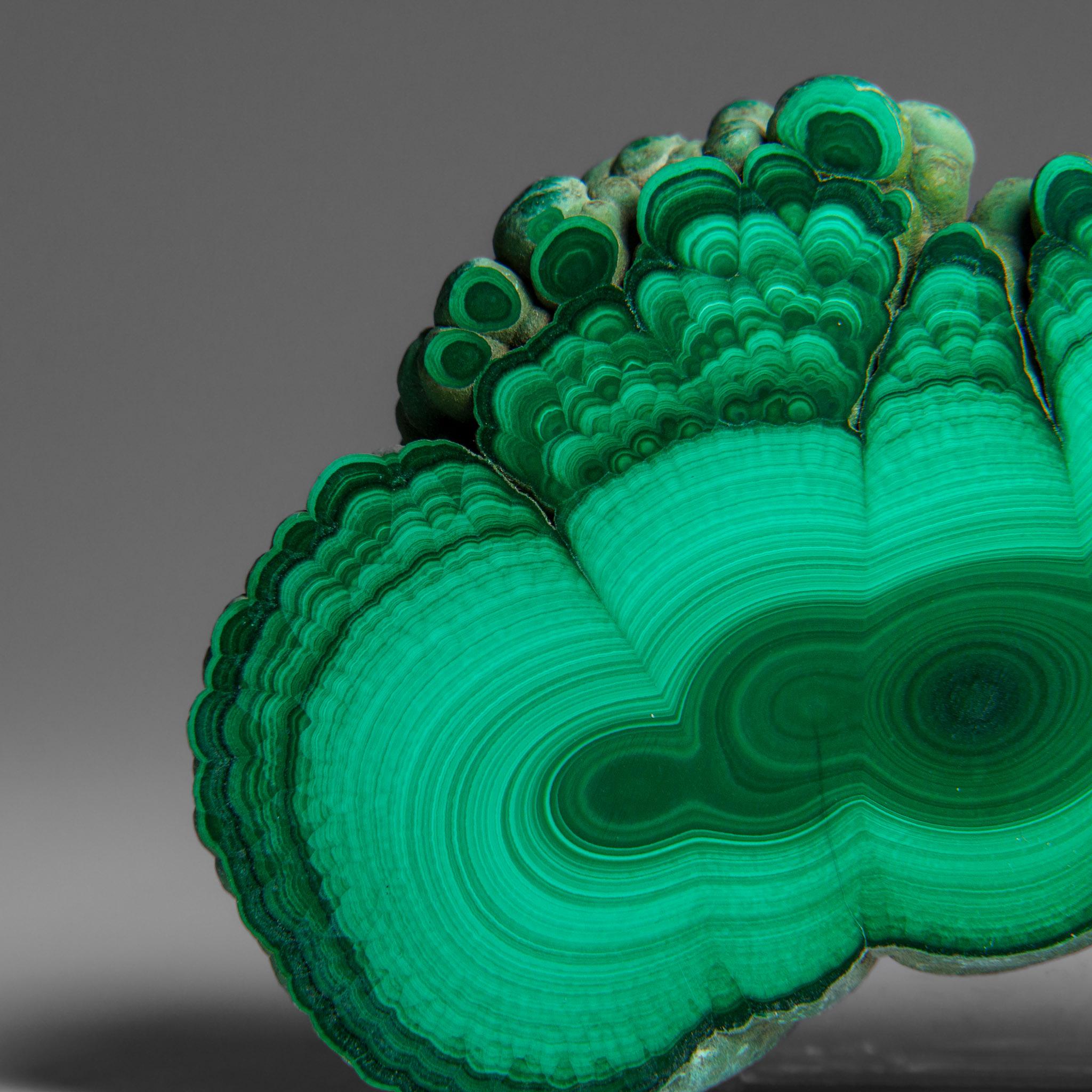 Genuine Polished Malachite Stalactite Slice (292.5 grams) For Sale 7