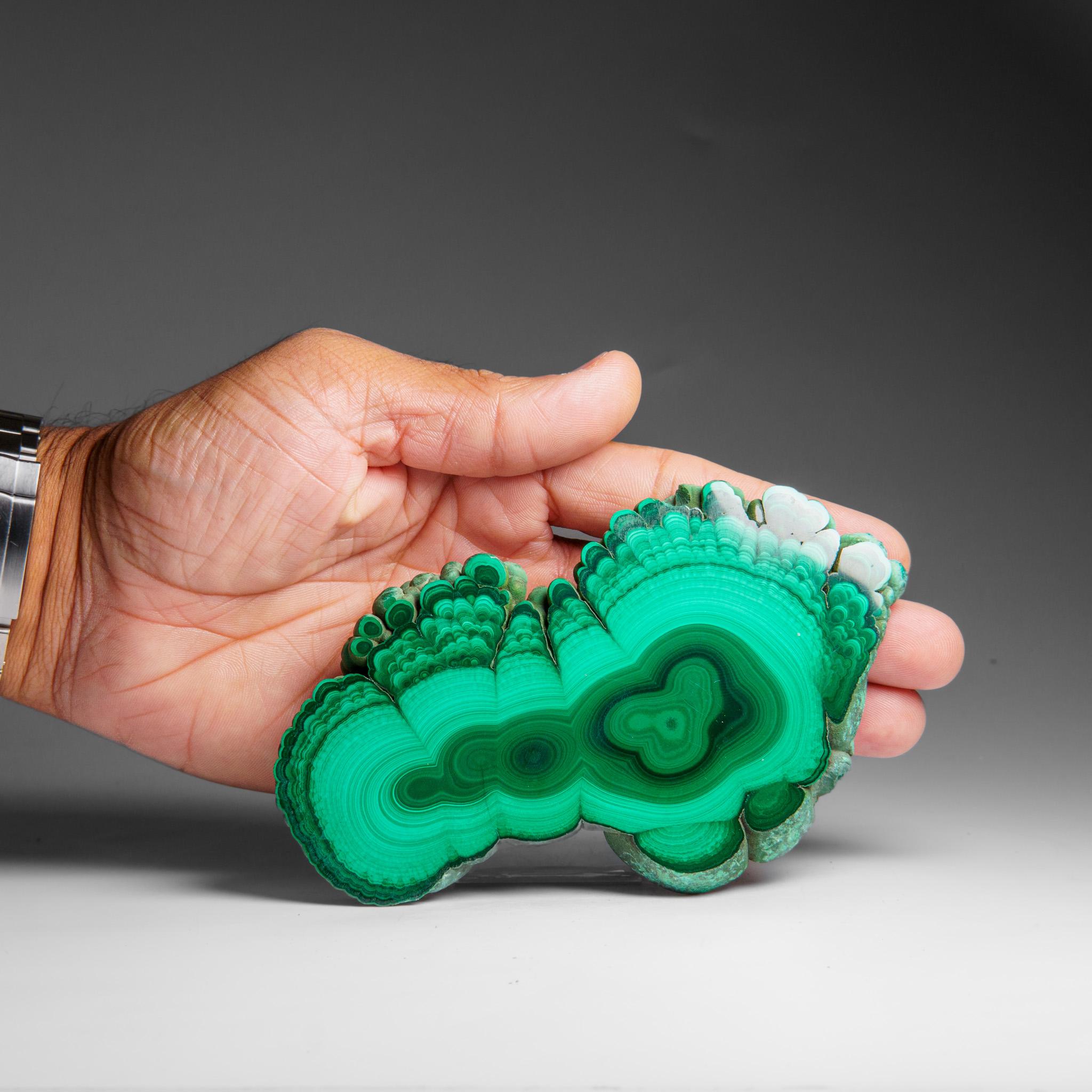 Genuine Polished Malachite Stalactite Slice (292.5 grams) For Sale 8