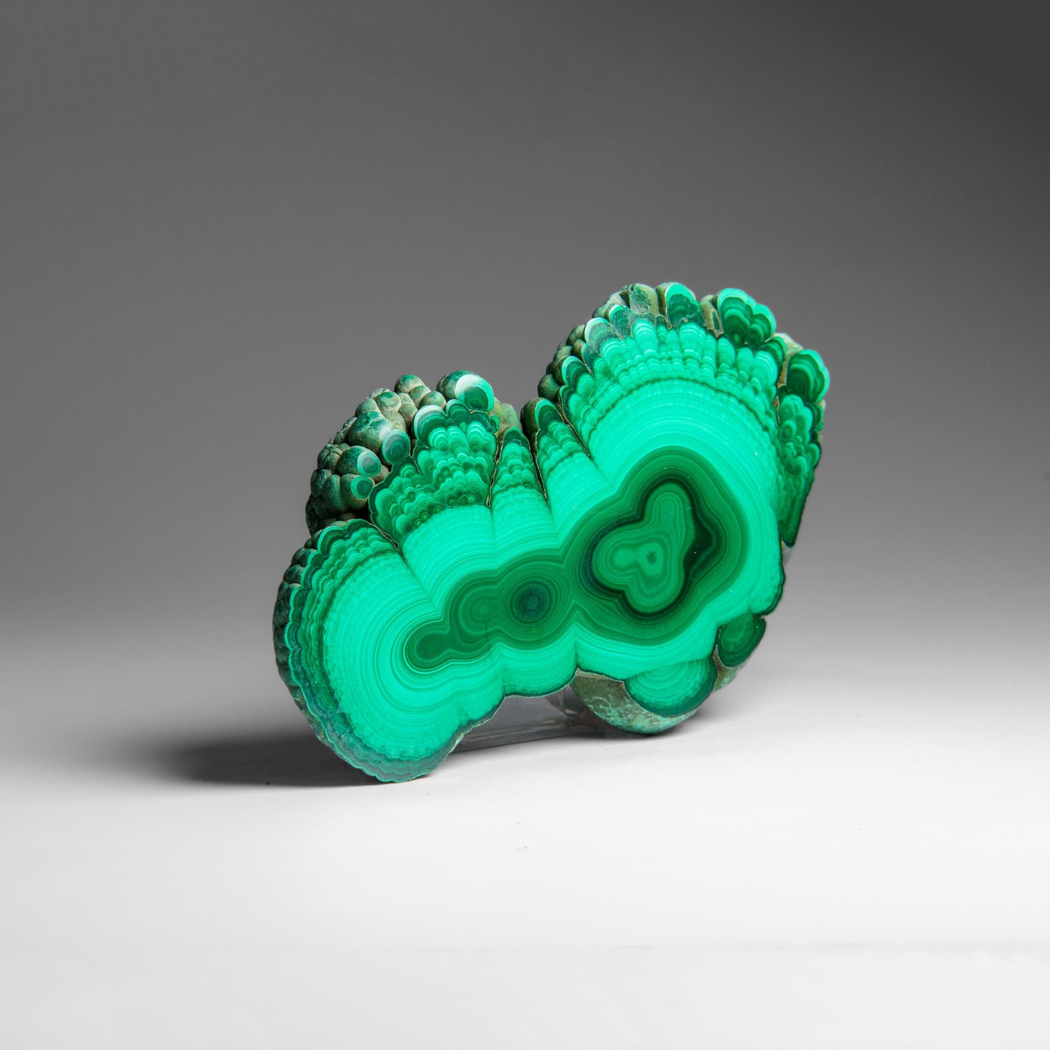 A fine and gorgeous Malachite Stalactite slice from Congo with rich, velvety bands of light and dark green and a magical chatoyance that morphs and gleams in the light as you move the slice around. both sides of the piece are beautifully polished,