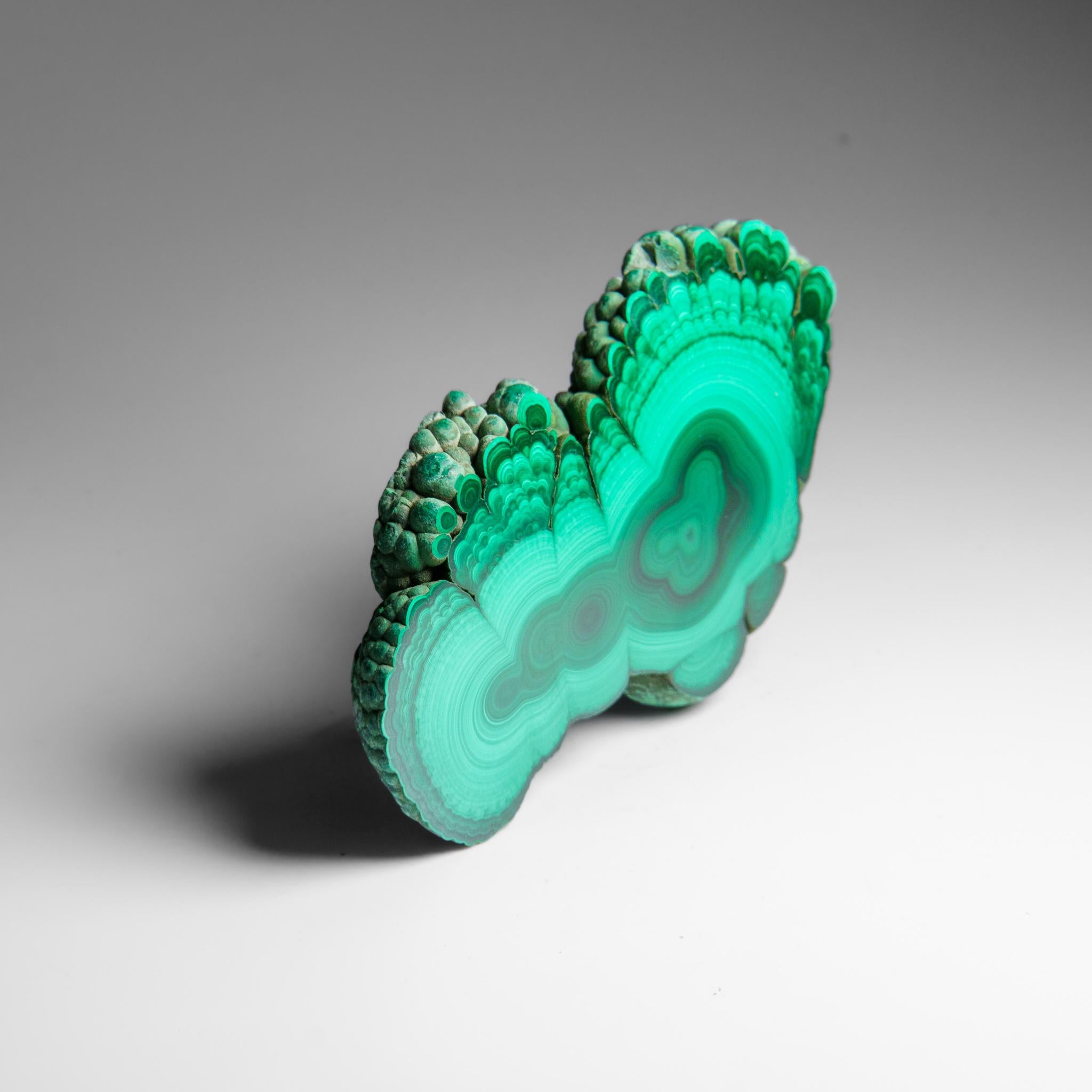 Congolese Genuine Polished Malachite Stalactite Slice (292.5 grams) For Sale