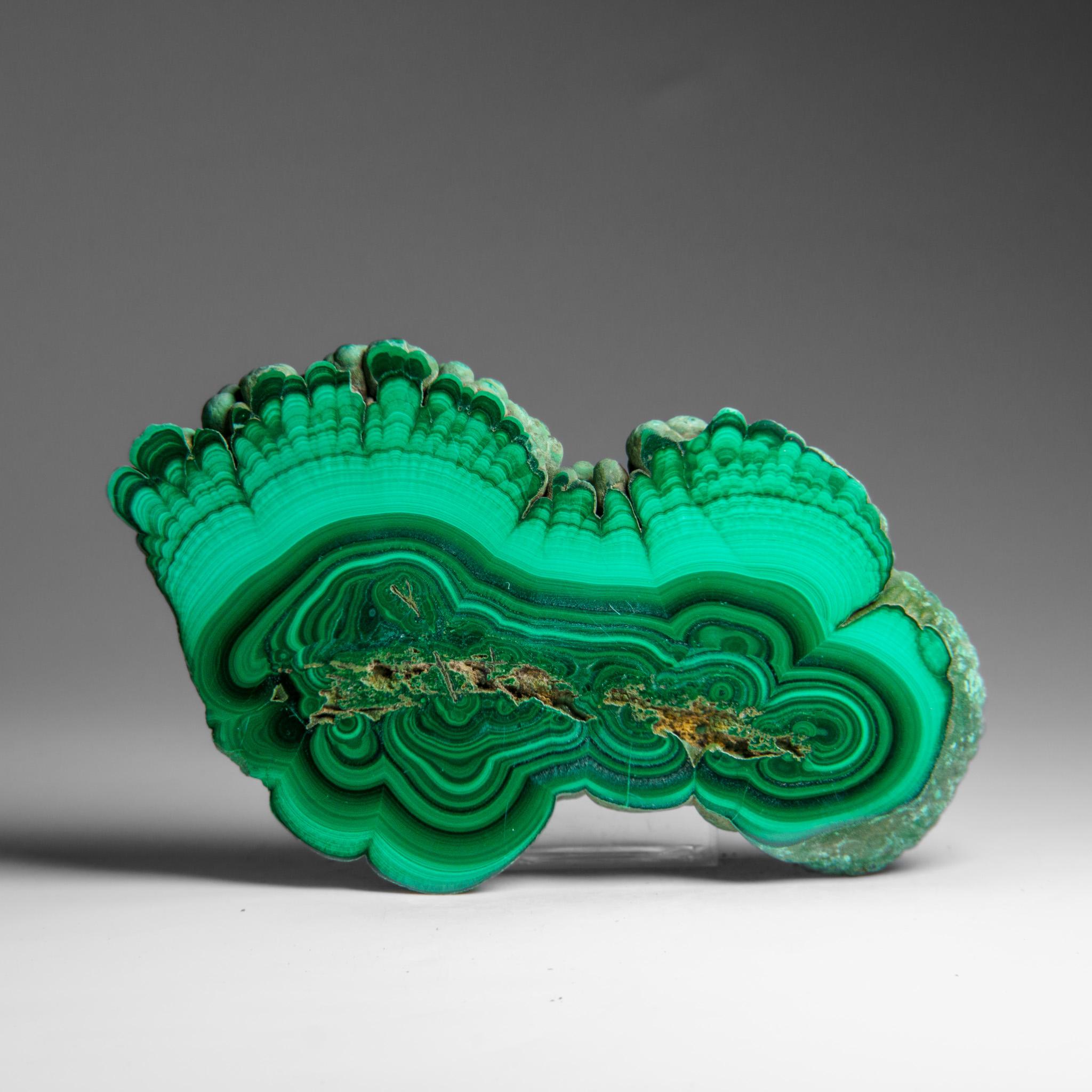 Genuine Polished Malachite Stalactite Slice (292.5 grams) In Excellent Condition For Sale In New York, NY
