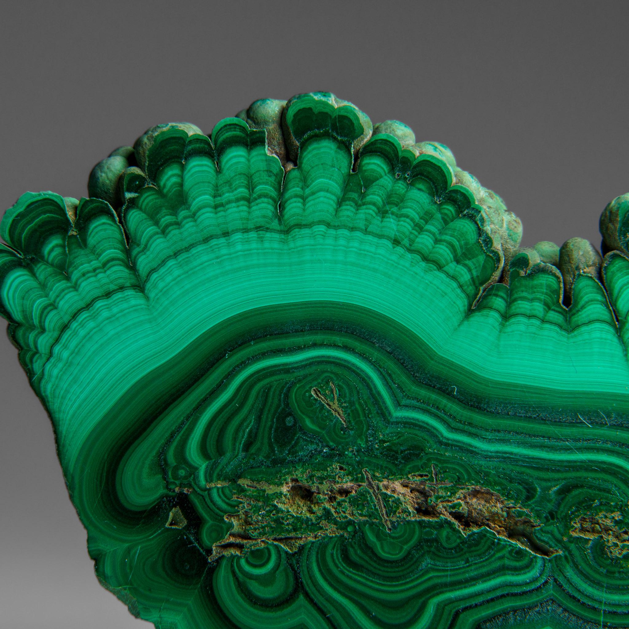 Contemporary Genuine Polished Malachite Stalactite Slice (292.5 grams) For Sale