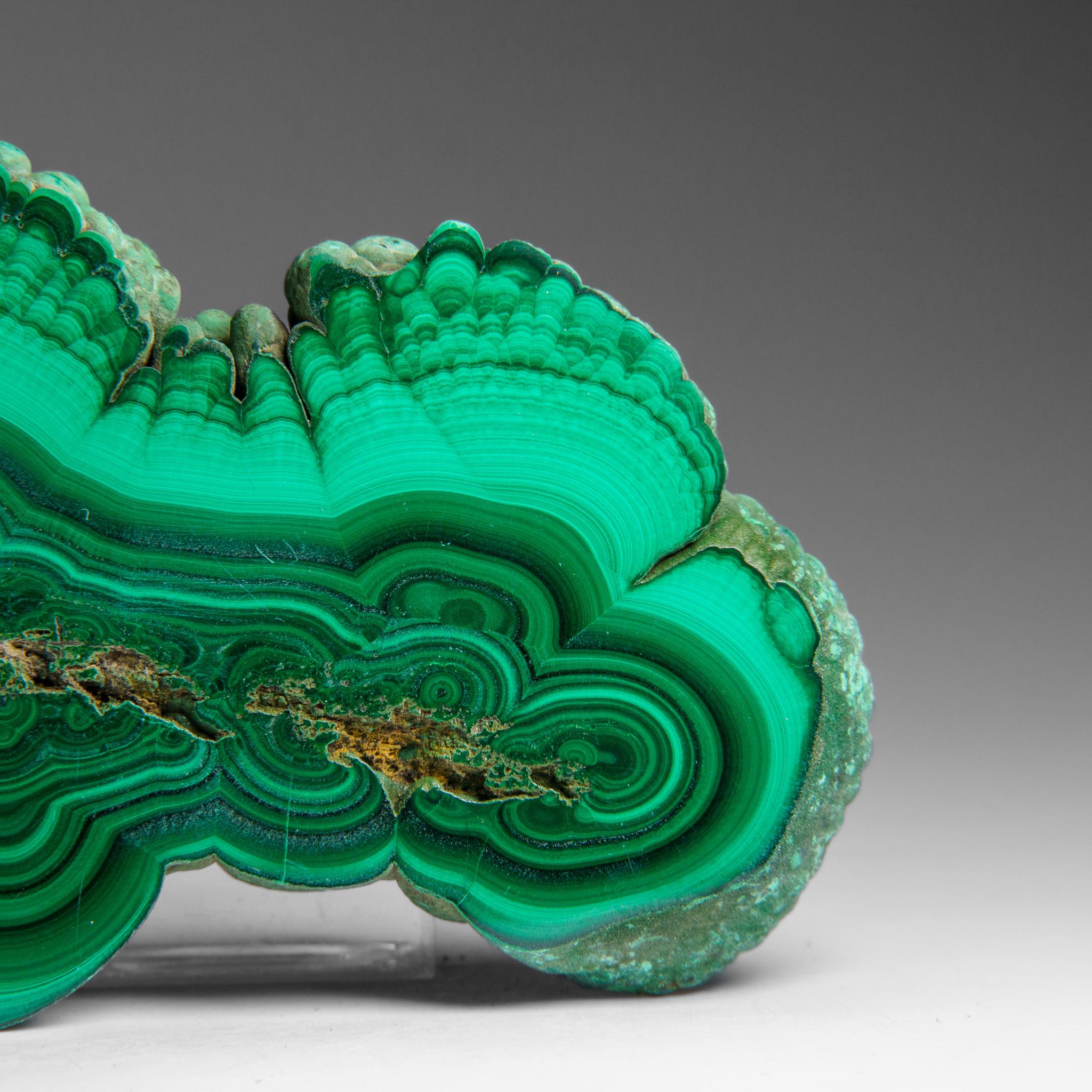 Genuine Polished Malachite Stalactite Slice (292.5 grams) For Sale 1