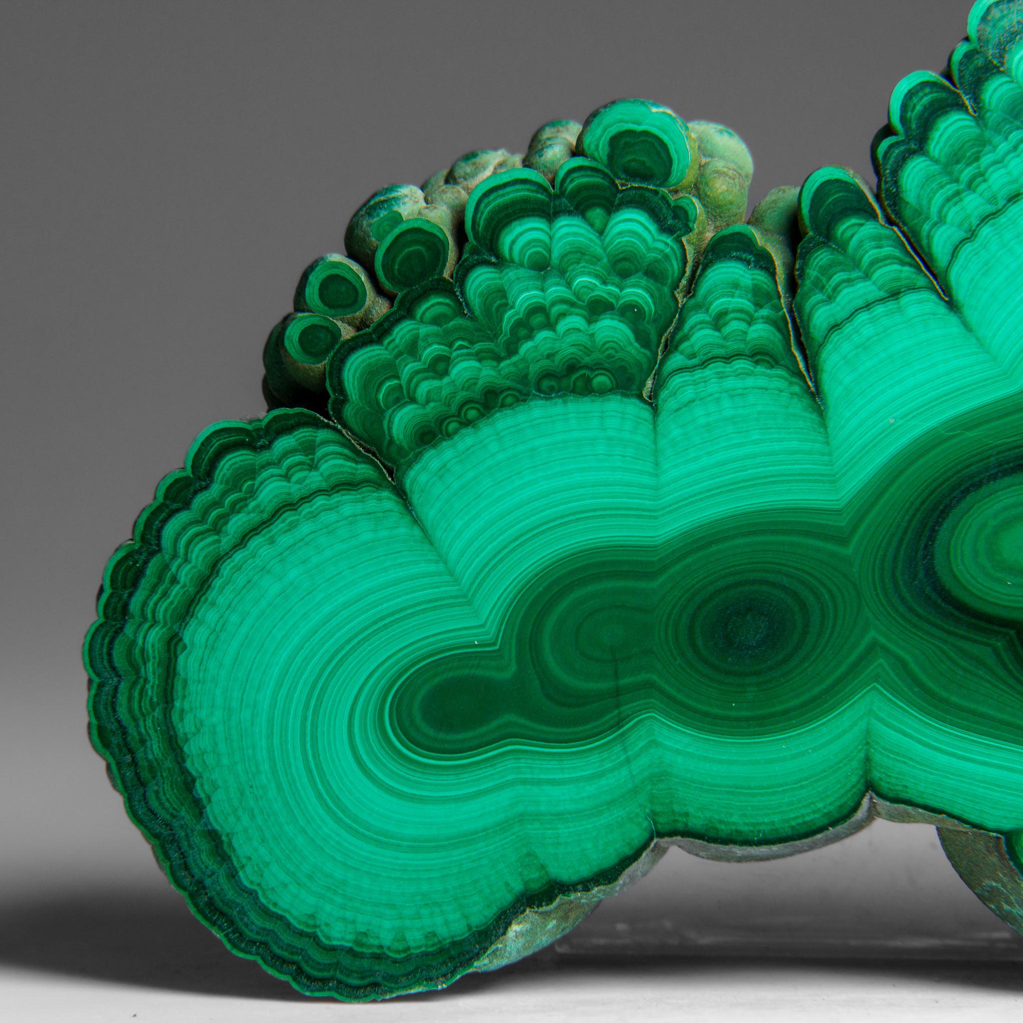 Genuine Polished Malachite Stalactite Slice (292.5 grams) For Sale 3