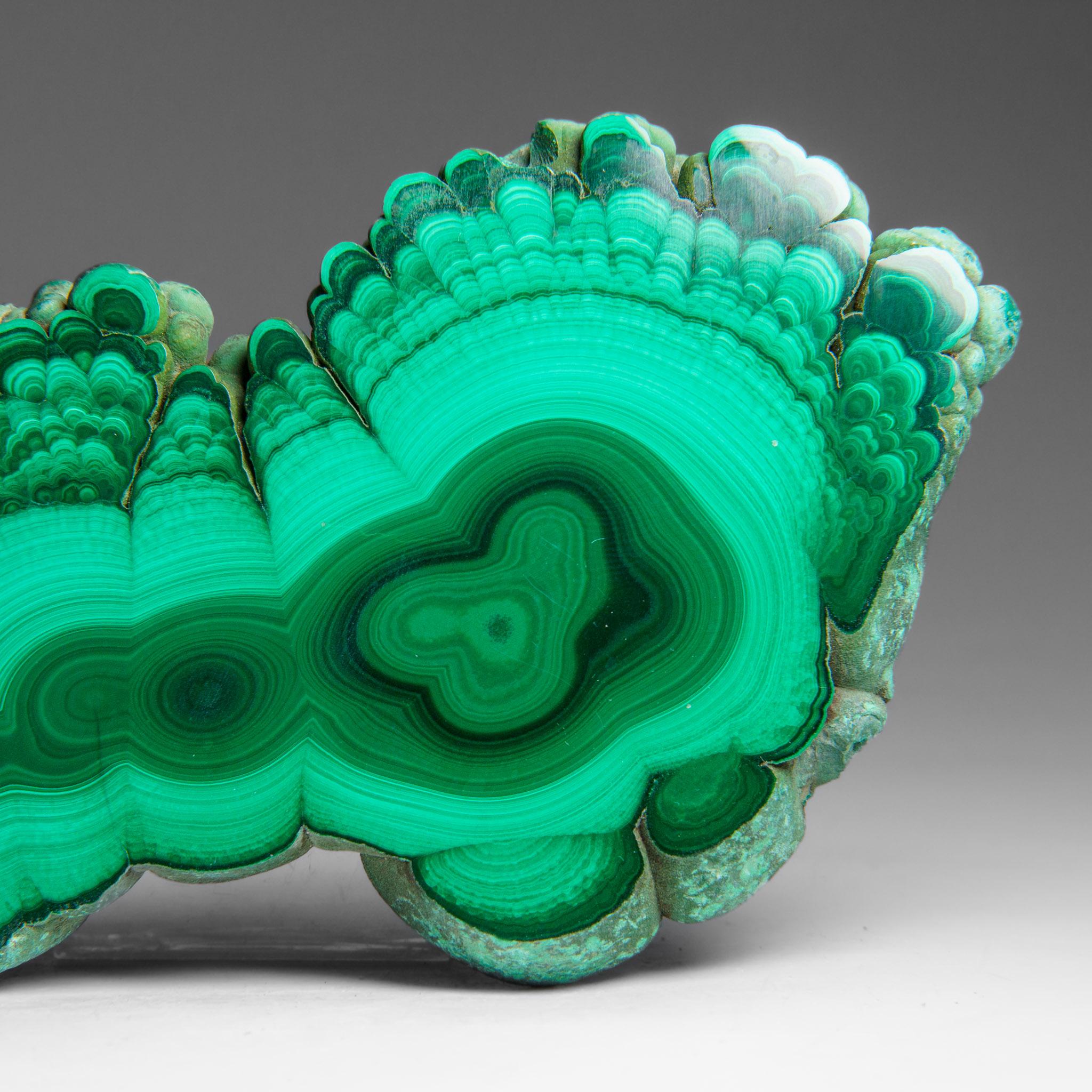 Genuine Polished Malachite Stalactite Slice (292.5 grams) For Sale 4