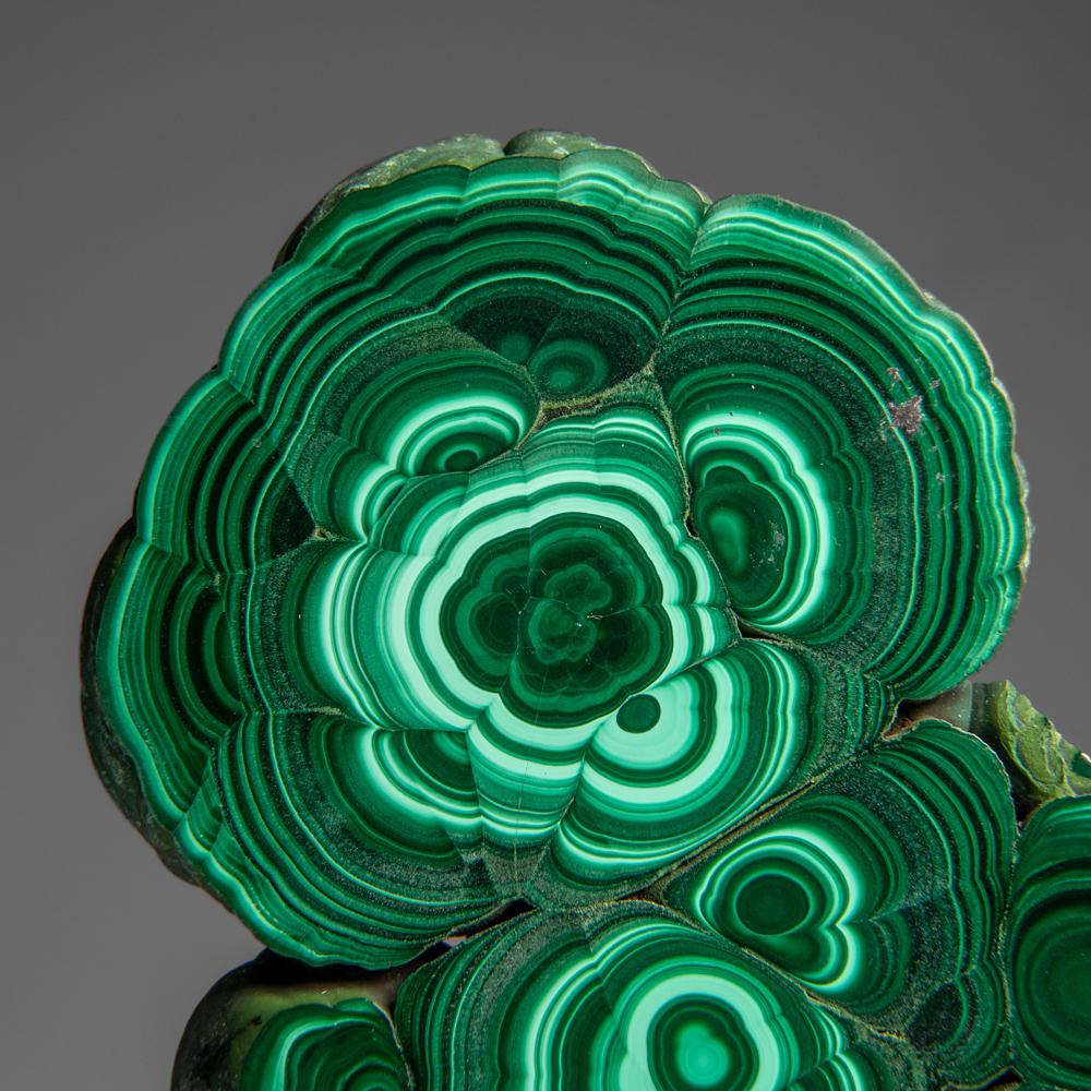 Una splendida e pregiata stalattite di malachite proveniente dal Congo, con ricche e vellutate bande di verde chiaro e scuro e una magica patologia che si trasforma e brilla alla luce quando si muove la fetta. Entrambi i lati del pezzo sono