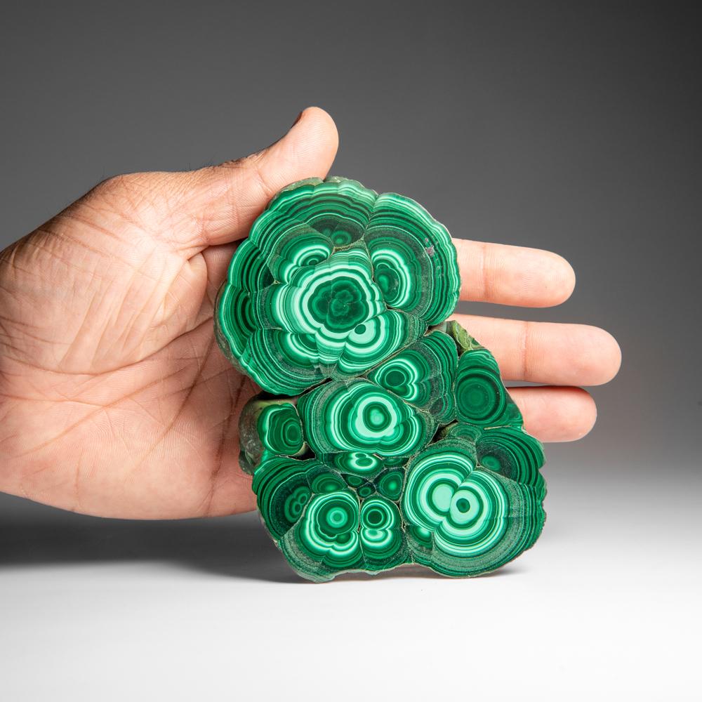 Congolese Fetta di stalattite di malachite autentica lucidata (307 grammi)