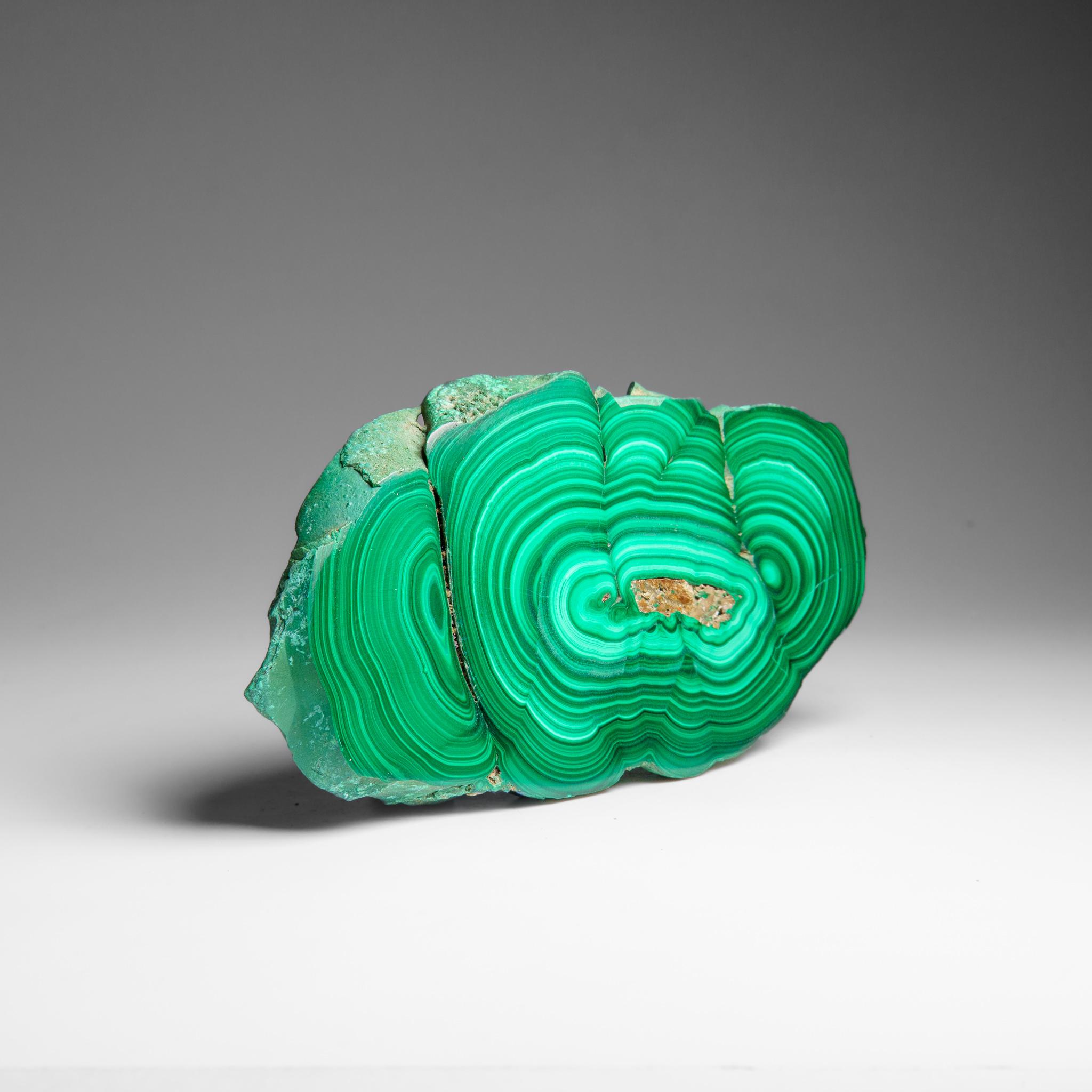 Genuine Polished Malachite Stalactite Slice (322.9 grams) For Sale 6