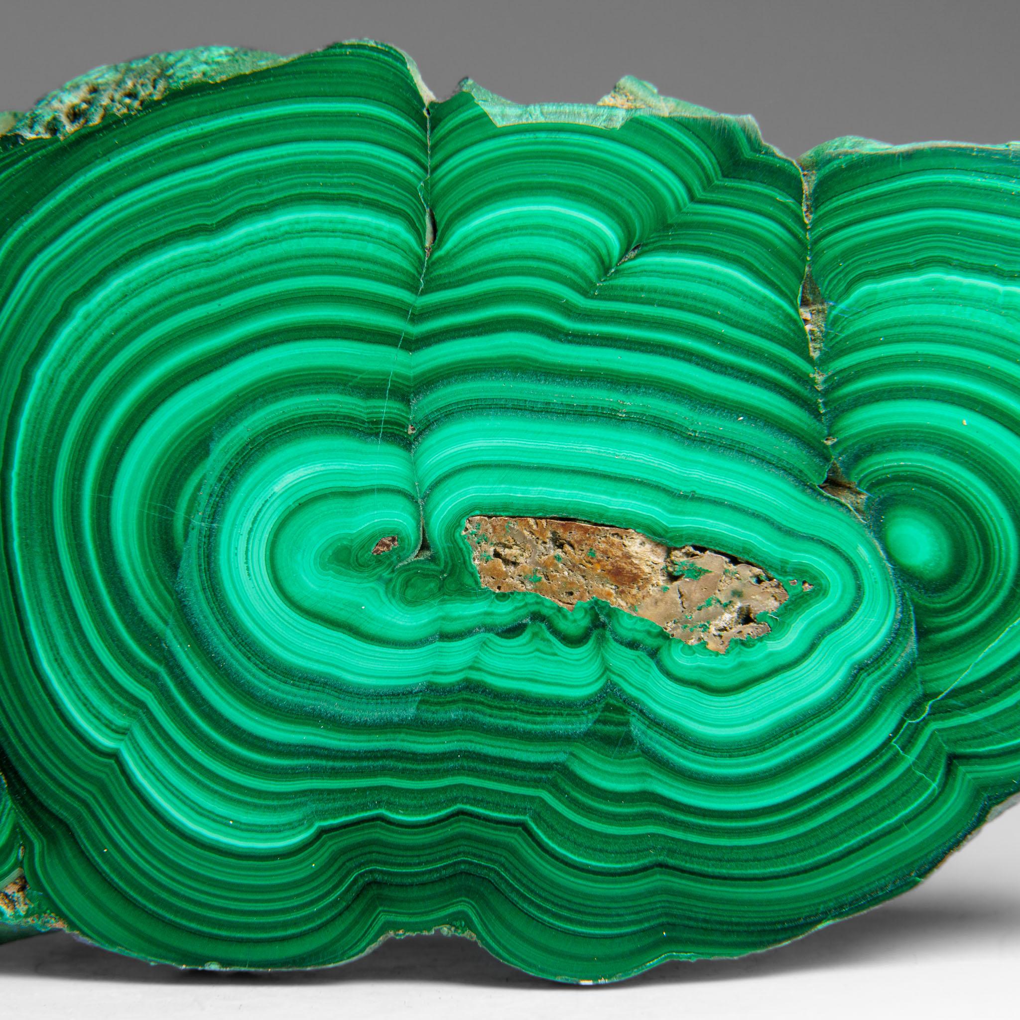 Congolese Genuine Polished Malachite Stalactite Slice (322.9 grams) For Sale