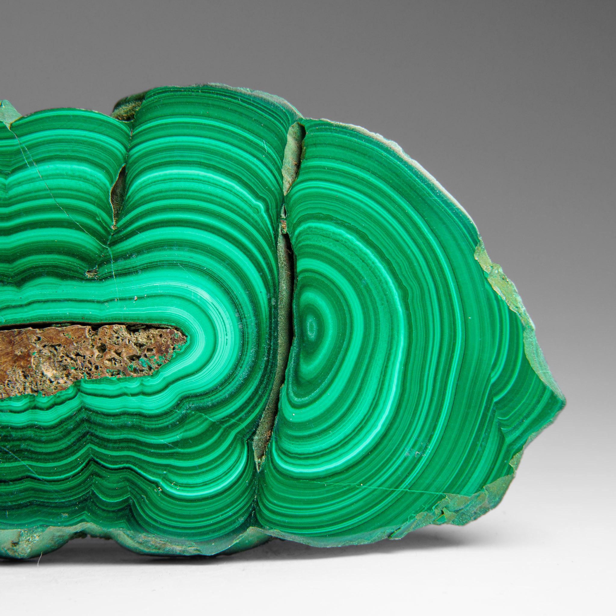 Genuine Polished Malachite Stalactite Slice (322.9 grams) For Sale 2