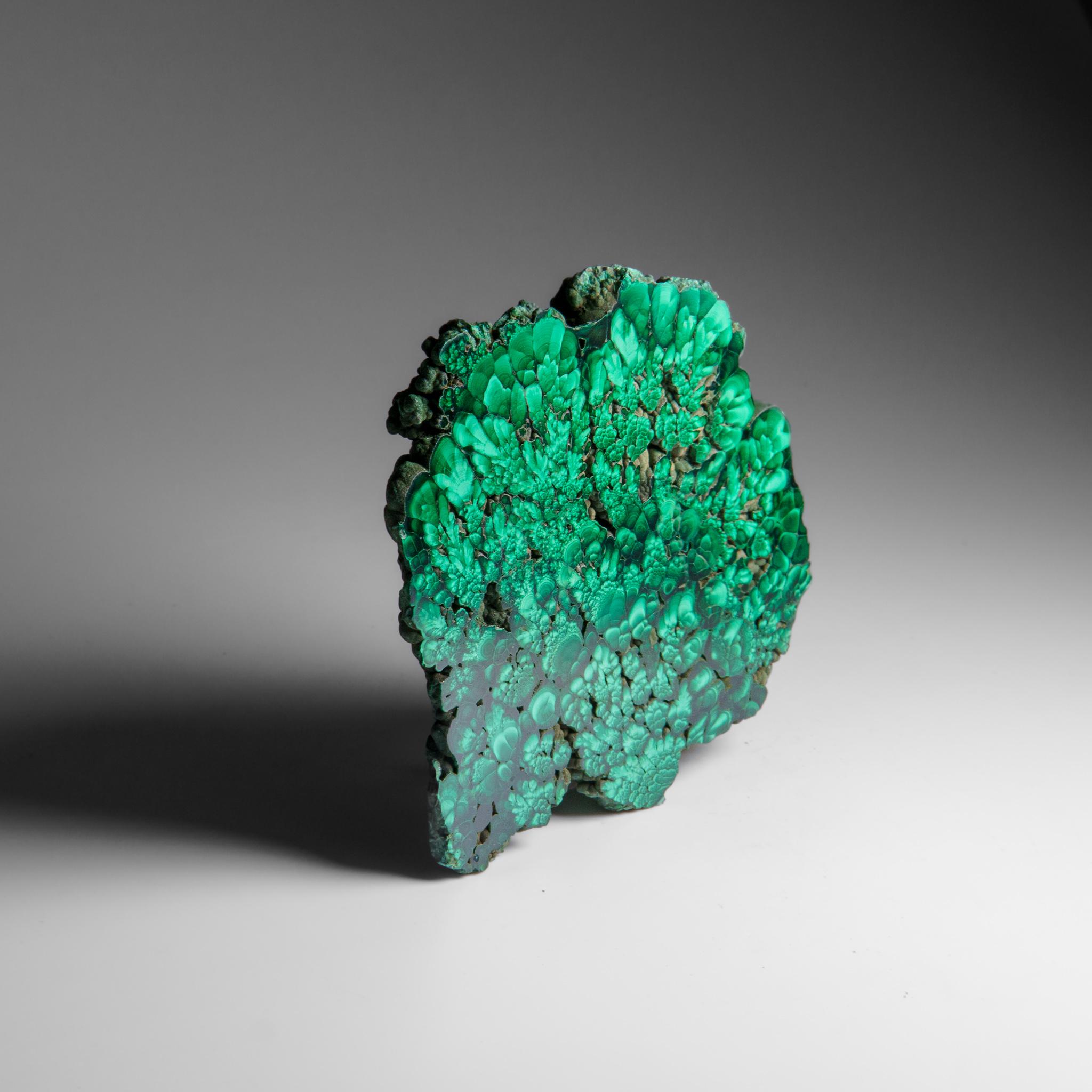 Congolese Genuine Polished Malachite Stalactite Slice (384.9 grams) For Sale