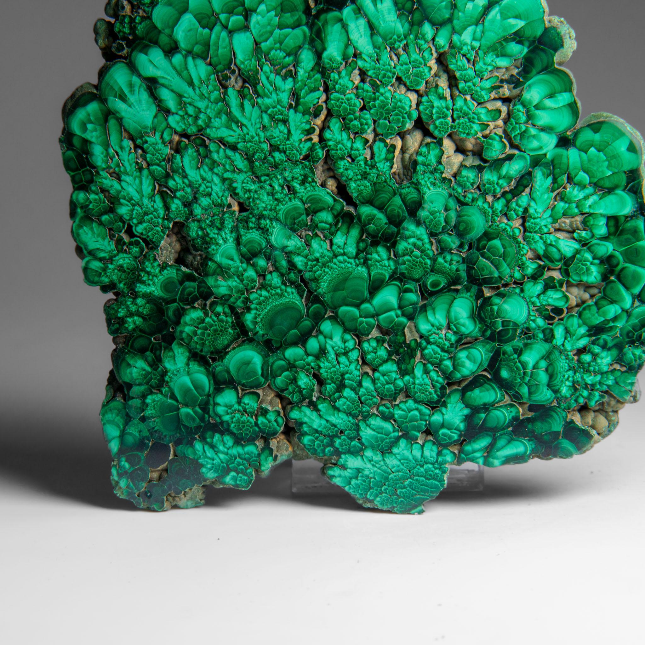 Genuine Polished Malachite Stalactite Slice (384.9 grams) For Sale 1
