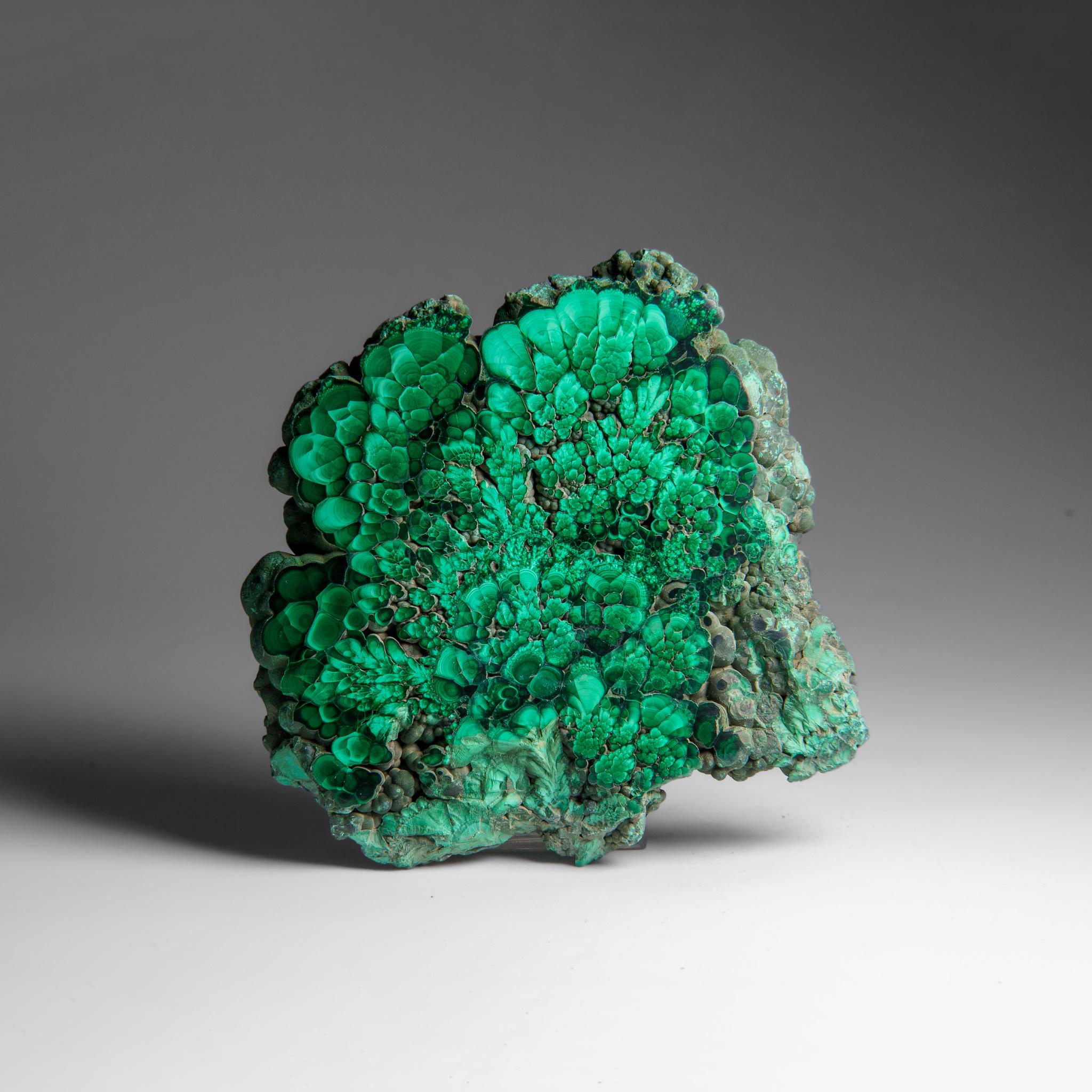 Genuine Polished Malachite Stalactite Slice (384.9 grams) For Sale 3