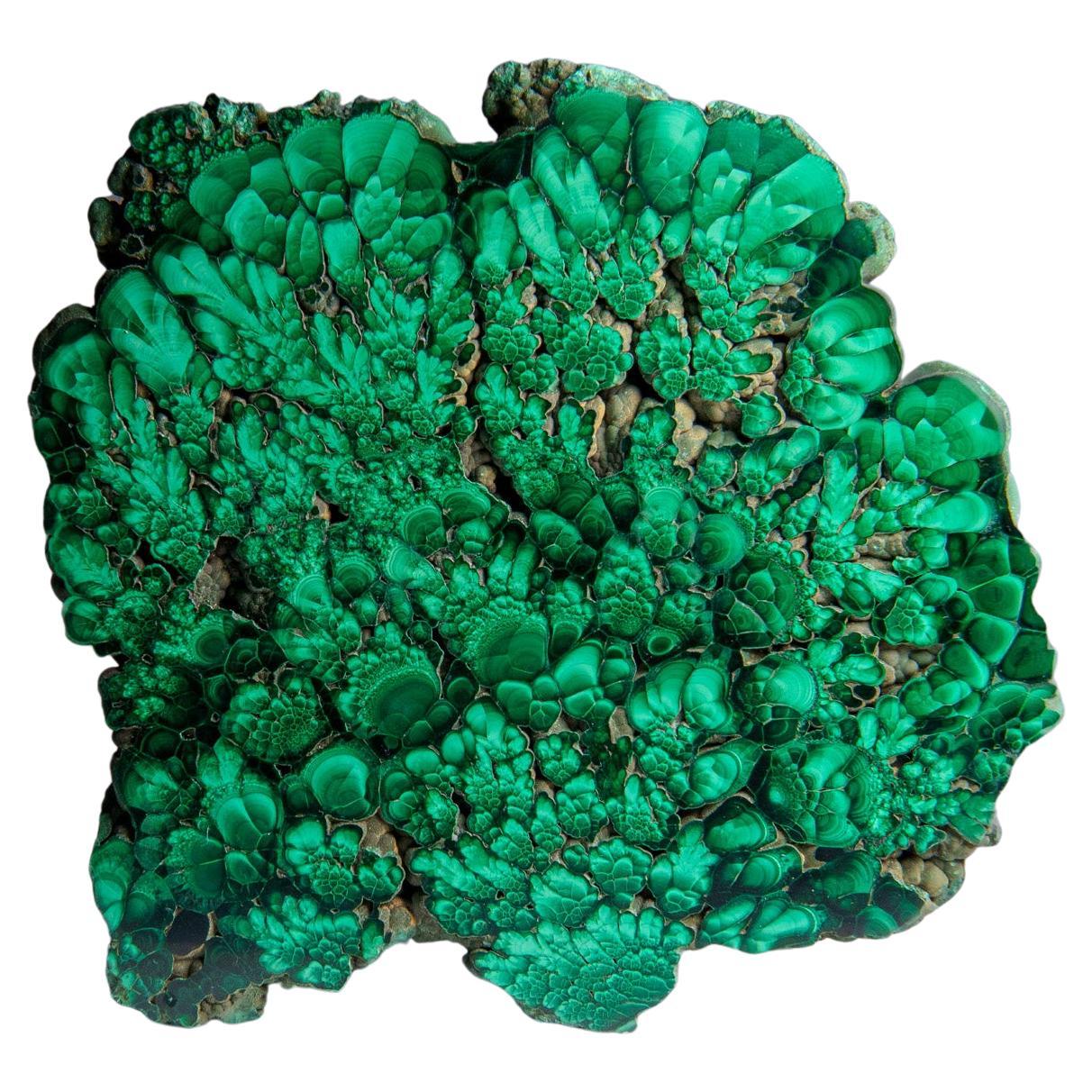 Genuine Polished Malachite Stalactite Slice (384.9 grams)
