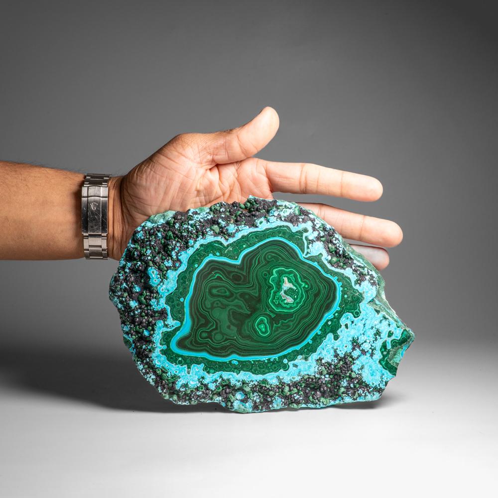 Congolese Genuine Polished Malachite with Chrysocolla Stalactite Slice (2.9 lbs) For Sale
