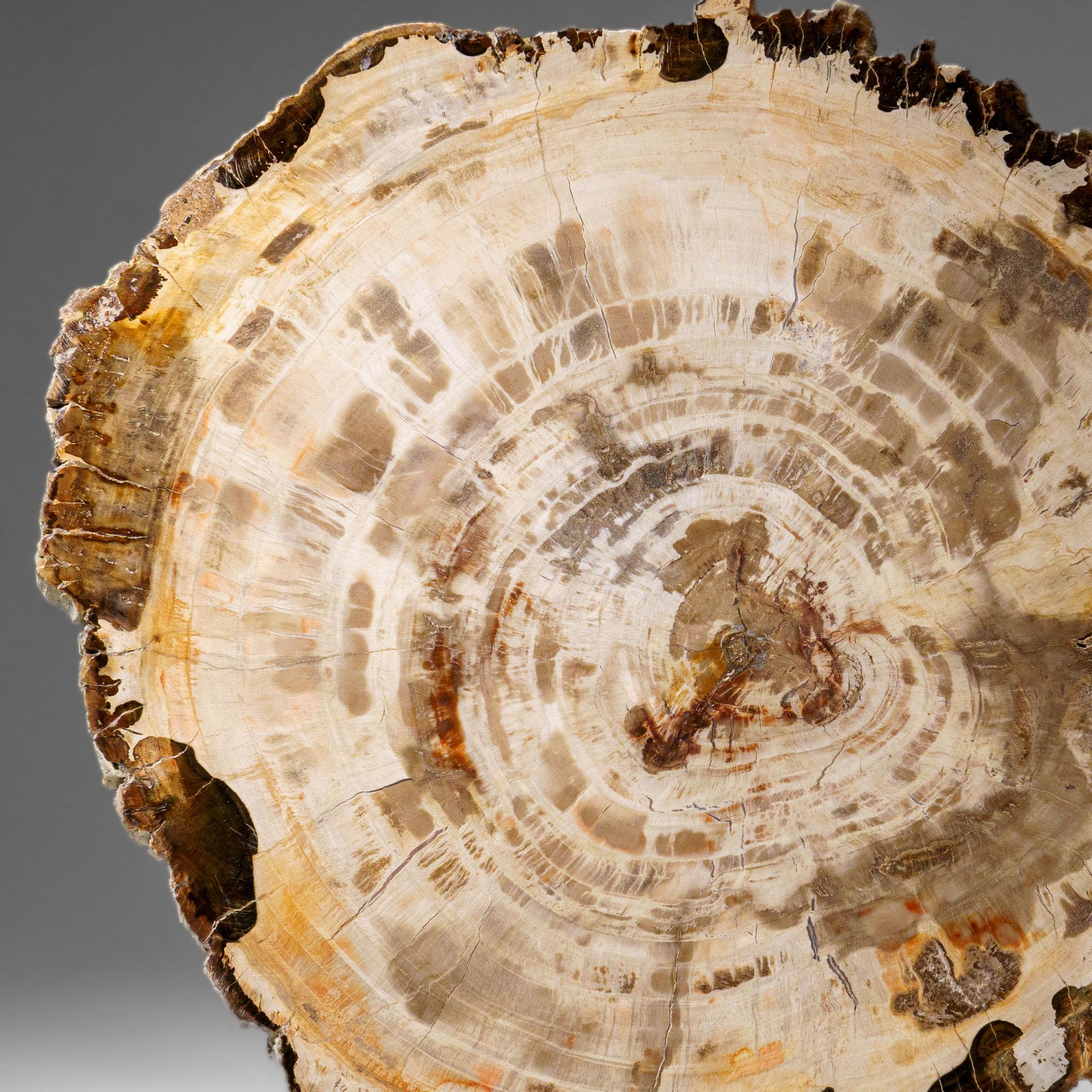 Diese schöne handpolierte versteinerte Holzscheibe stammt aus Madagaskar und wird mit einem Acrylständer geliefert. Es hat ein tolles Muster mit leuchtenden Braun-, Gelb- und Orangetönen. Versteinertes Holz, auch Agatized Wood genannt, entsteht,