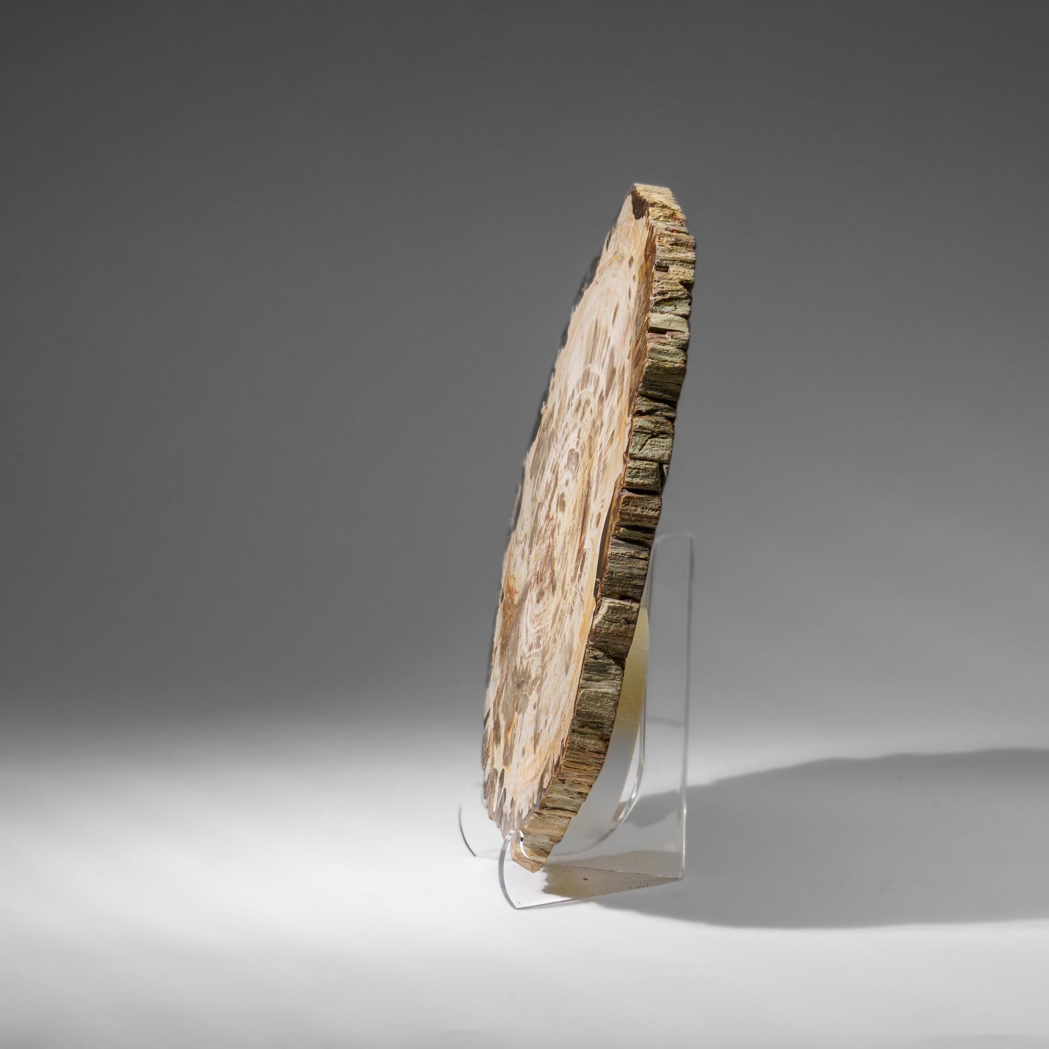 Echte polierte versteinerte Holzscheibe mit Acryl-Display-Ständer (5.5 lbs) (Madagassisch) im Angebot