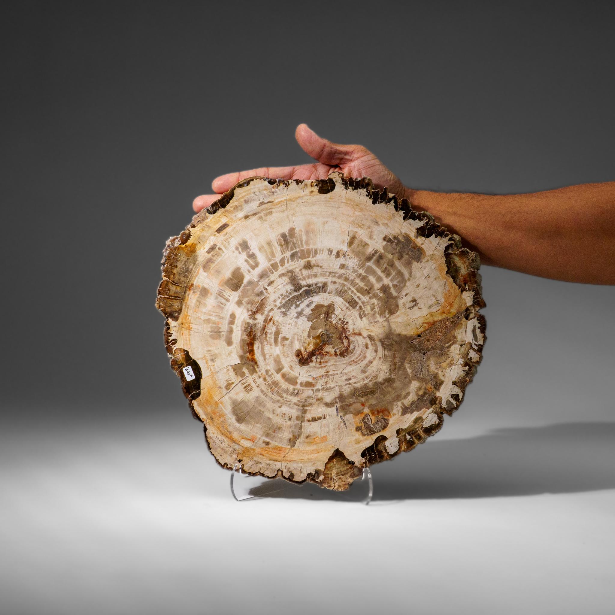 Echte polierte versteinerte Holzscheibe mit Acryl-Display-Ständer (5.5 lbs) im Zustand „Neu“ im Angebot in New York, NY