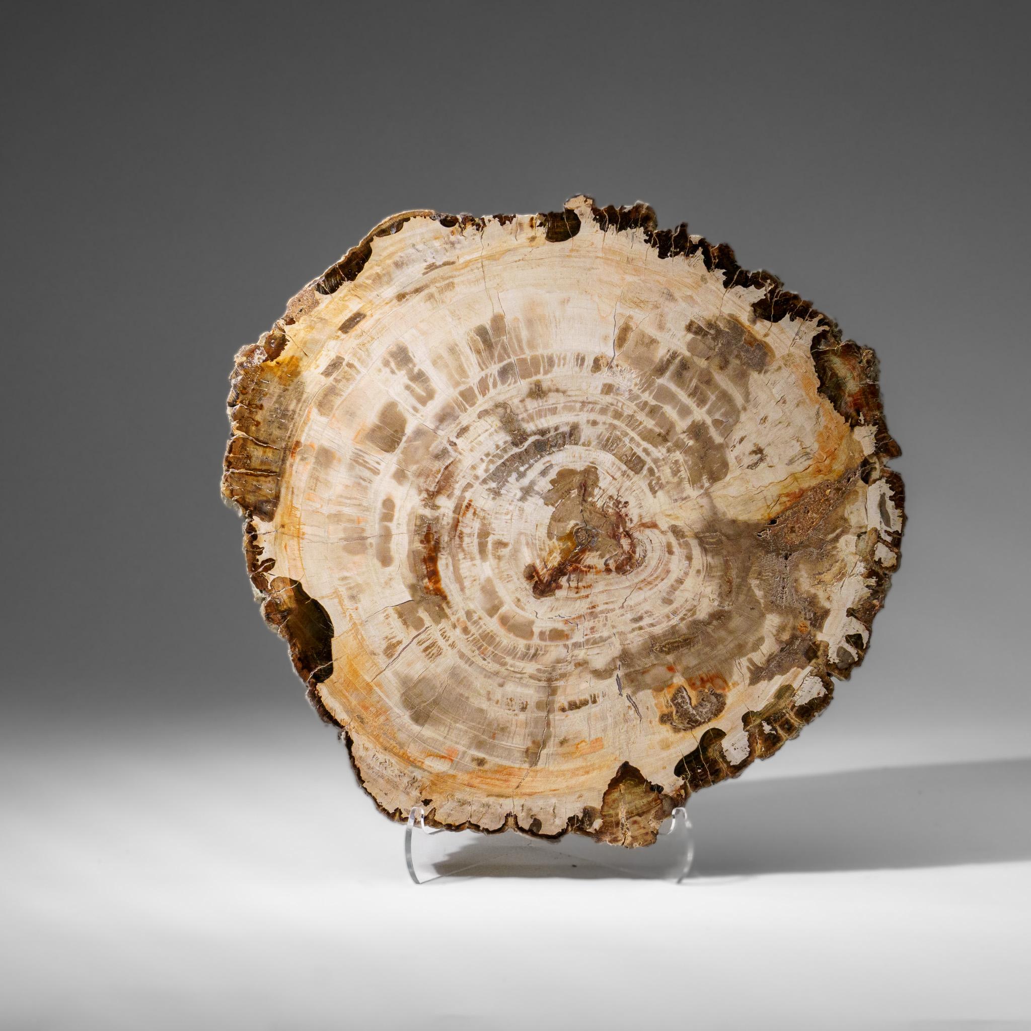 Echte polierte versteinerte Holzscheibe mit Acryl-Display-Ständer (5.5 lbs) (21. Jahrhundert und zeitgenössisch) im Angebot