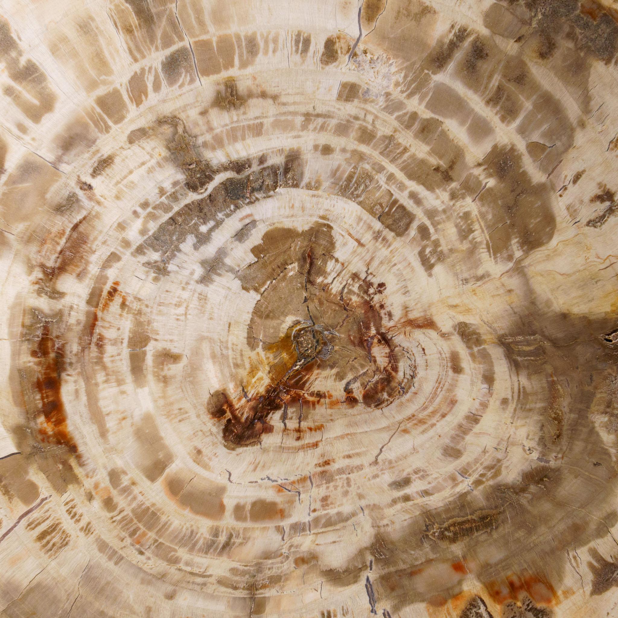 Echte polierte versteinerte Holzscheibe mit Acryl-Display-Ständer (5.5 lbs) (Versteinertes Holz) im Angebot