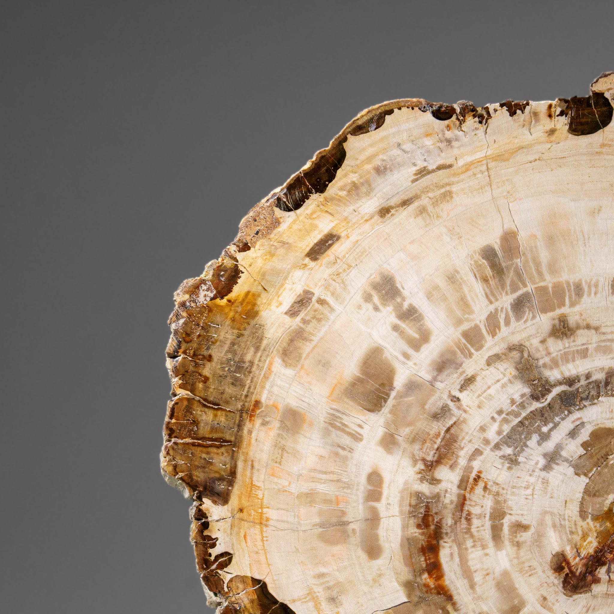 Echte polierte versteinerte Holzscheibe mit Acryl-Display-Ständer (5.5 lbs) im Angebot 1