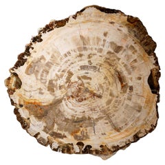 Genuine Polished Petrified Wood Slice with Acrylic Display Stand (5.5 lbs)