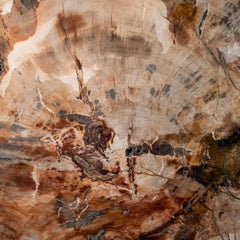 Genuine Polished Petrified Wood Slice with Acrylic Display Stand (6 lbs)