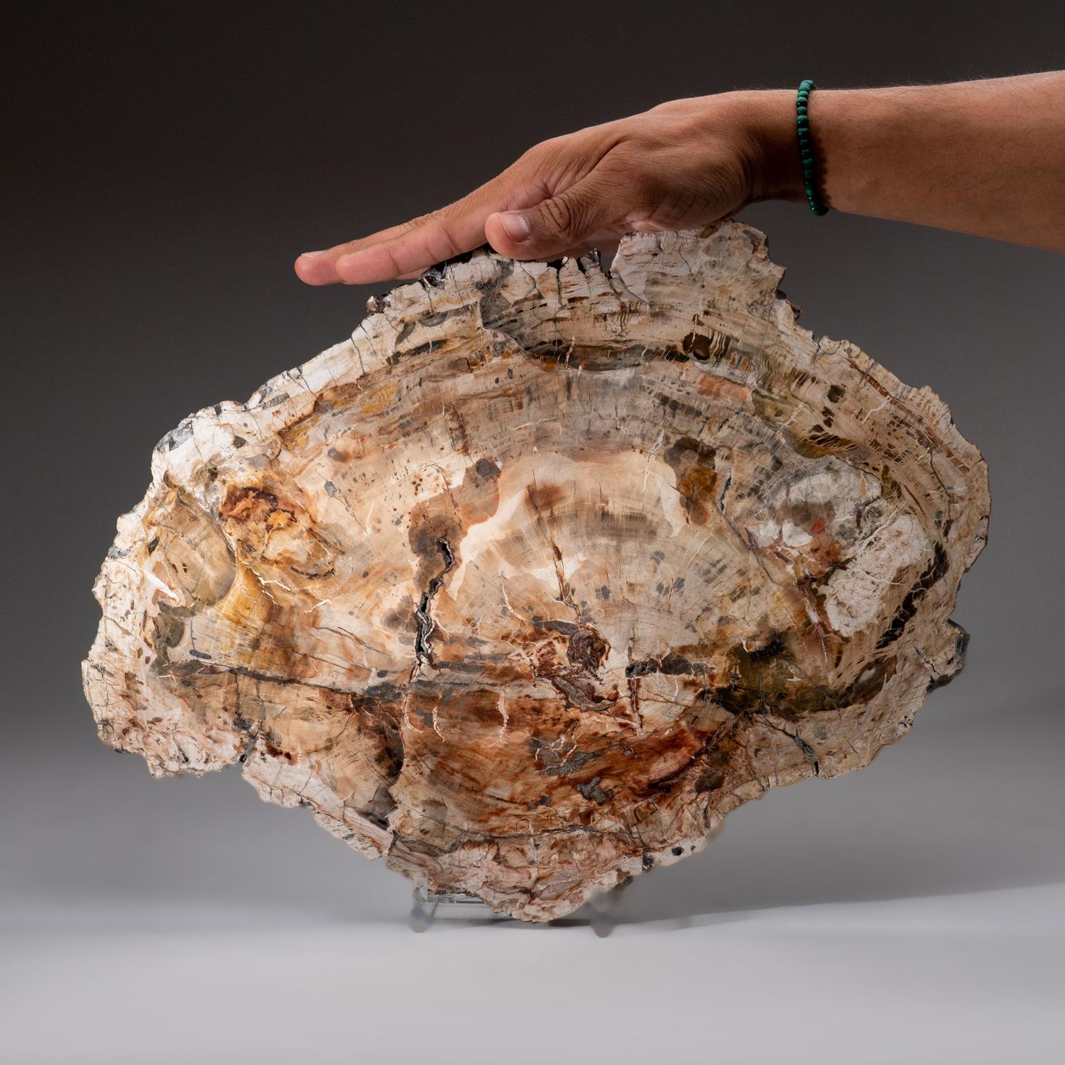 Malgascio Fetta di vero legno pietrificato lucidato con espositore in acrilico (6 lbs) in vendita