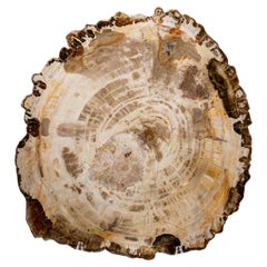 Genuine Polished Petrified Wood Slice with Acrylic Display Stand (6 lbs)