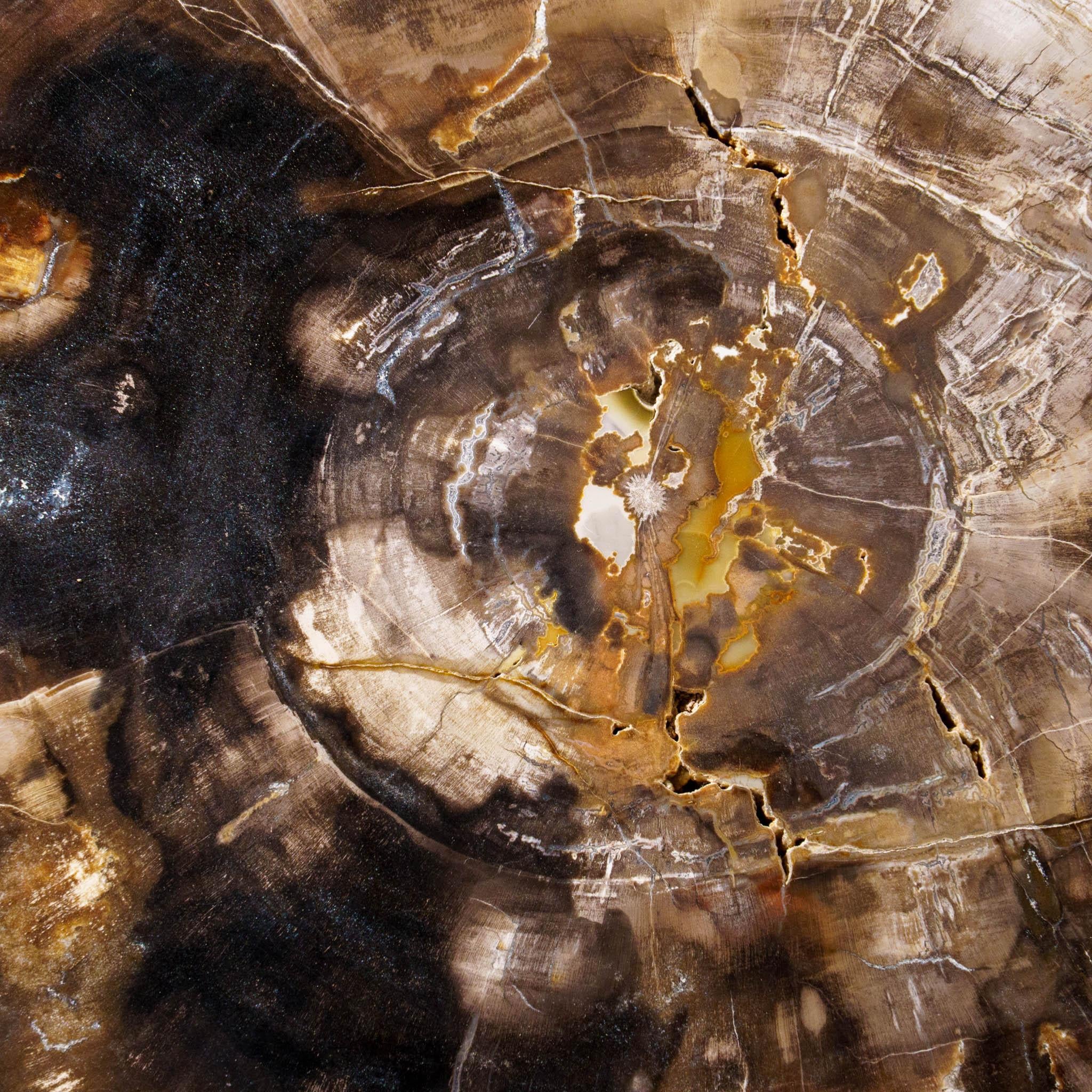 Diese schöne handpolierte versteinerte Holzscheibe stammt aus Madagaskar und wird mit einem eleganten Metallständer geliefert. Es hat ein tolles Muster mit leuchtenden Braun-, Gelb- und Orangetönen. Versteinertes Holz, auch Agatized Wood genannt,