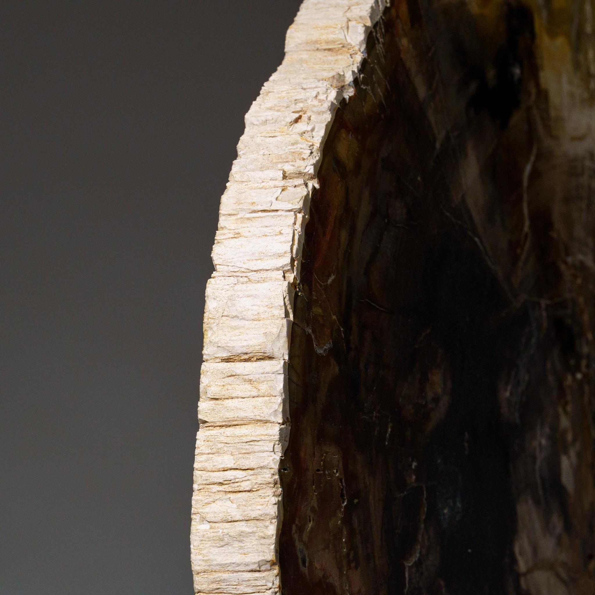 Echte polierte versteinerte Holzscheibe mit Metallständer (10 lbs) (Madagassisch) im Angebot