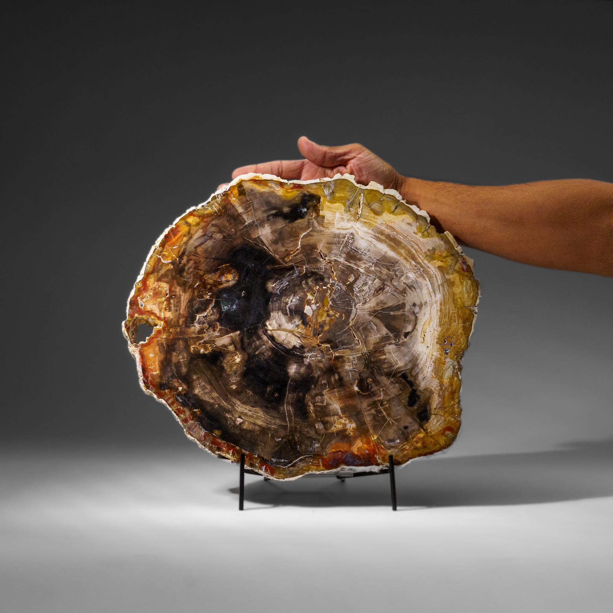 Echte polierte versteinerte Holzscheibe mit Metallständer (10 lbs) im Zustand „Neu“ im Angebot in New York, NY