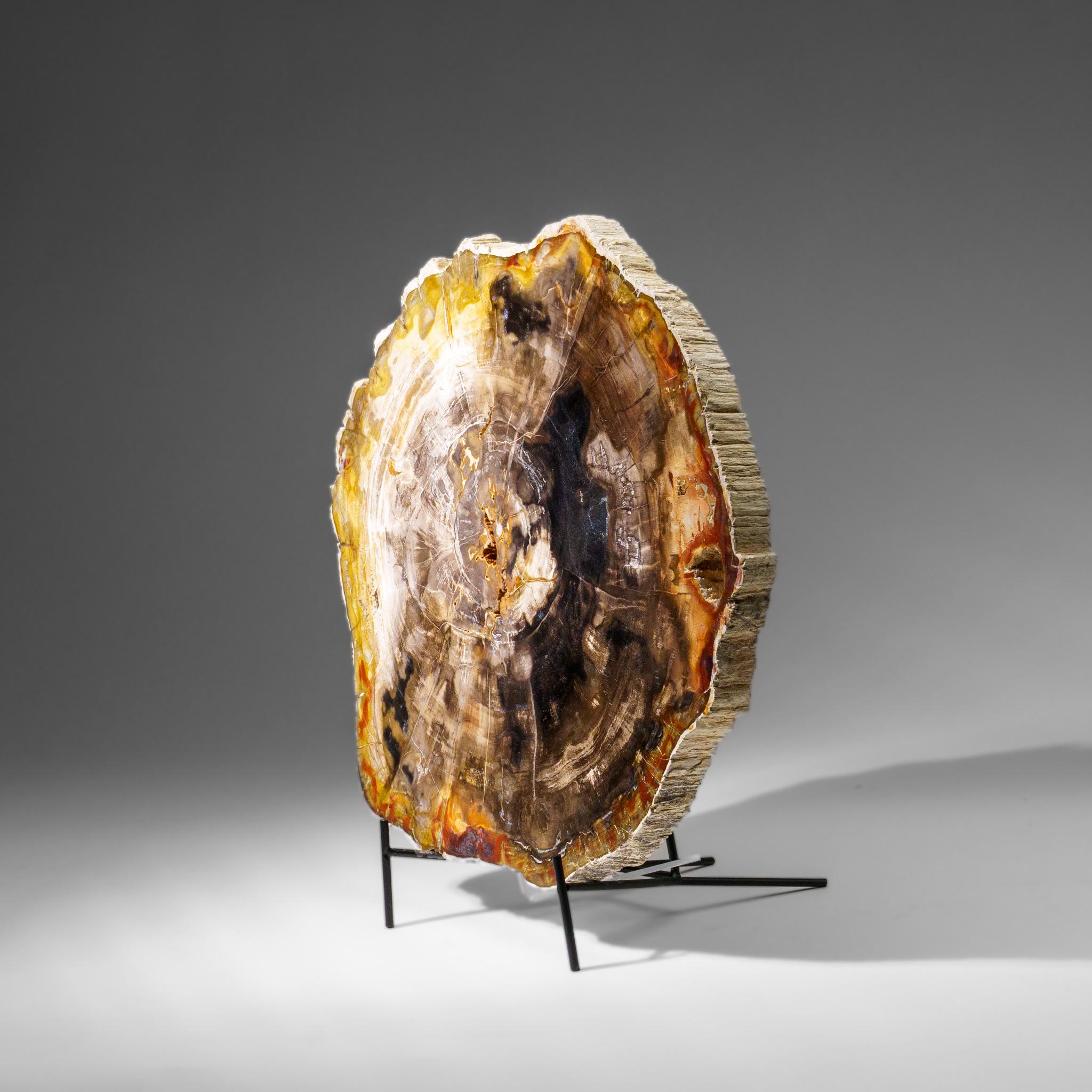 Echte polierte versteinerte Holzscheibe mit Metallständer (10 lbs) (21. Jahrhundert und zeitgenössisch) im Angebot