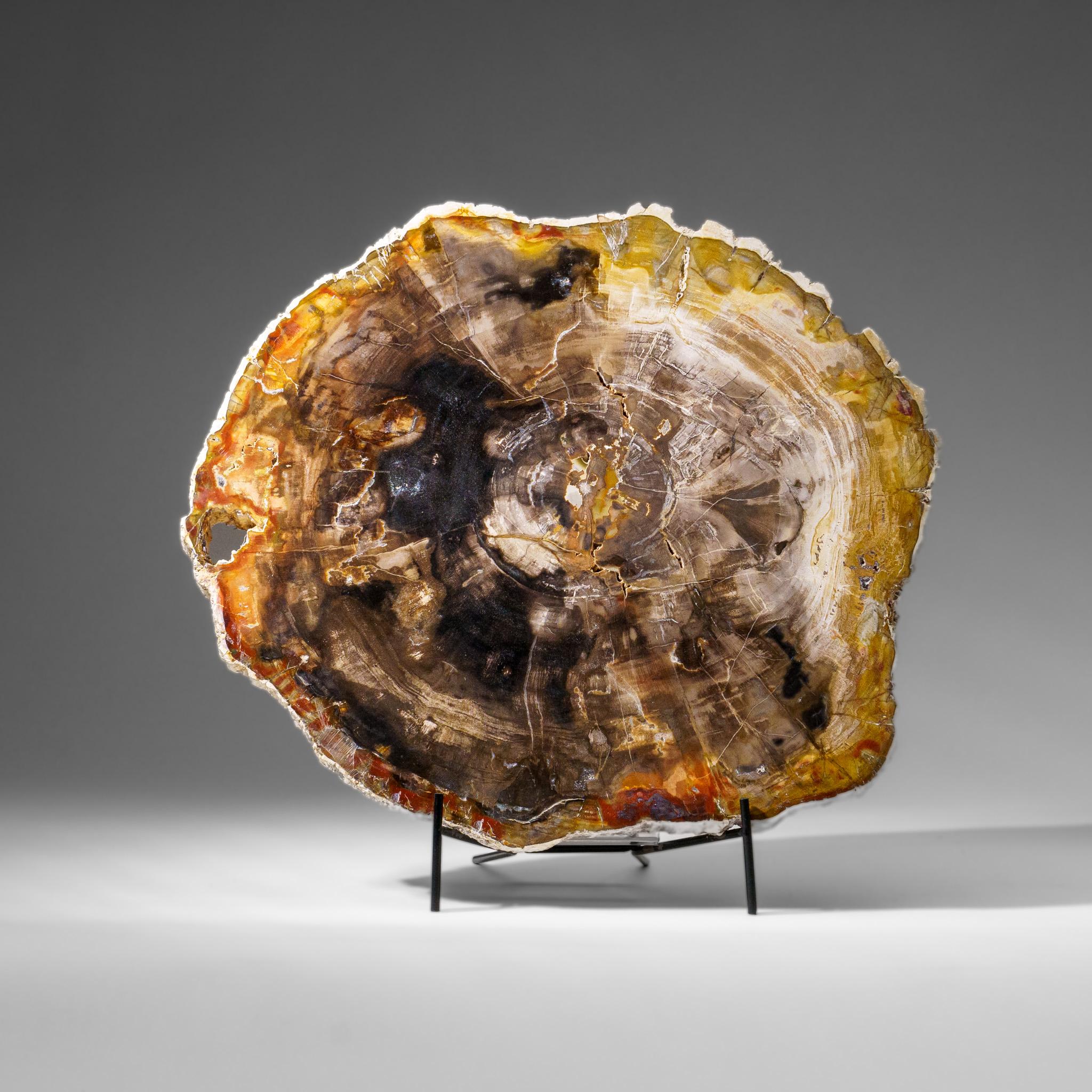 Echte polierte versteinerte Holzscheibe mit Metallständer (10 lbs) (Versteinertes Holz) im Angebot