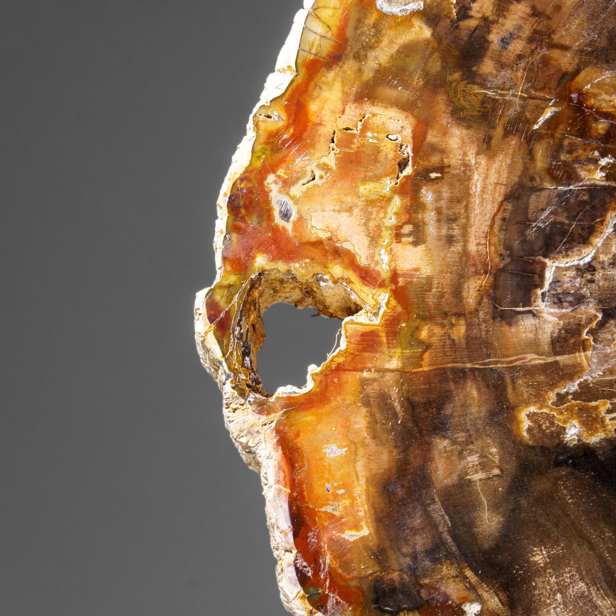 Echte polierte versteinerte Holzscheibe mit Metallständer (10 lbs) im Angebot 2