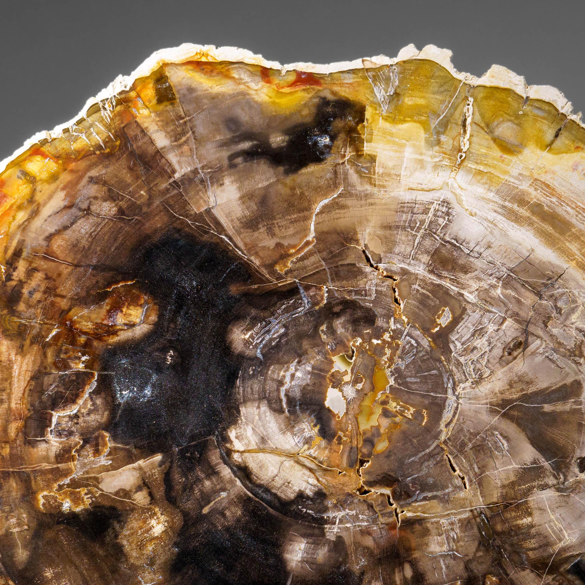 Echte polierte versteinerte Holzscheibe mit Metallständer (10 lbs) im Angebot 3