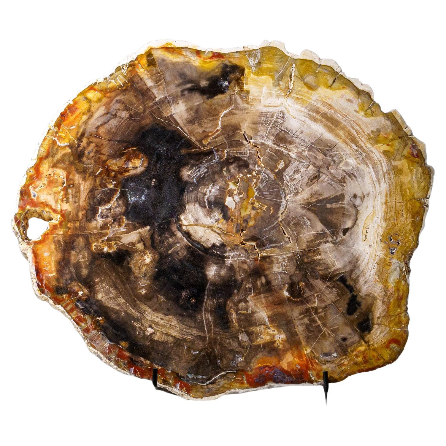 Fetta di legno pietrificato autentico lucidato con espositore in metallo (10 libbre)