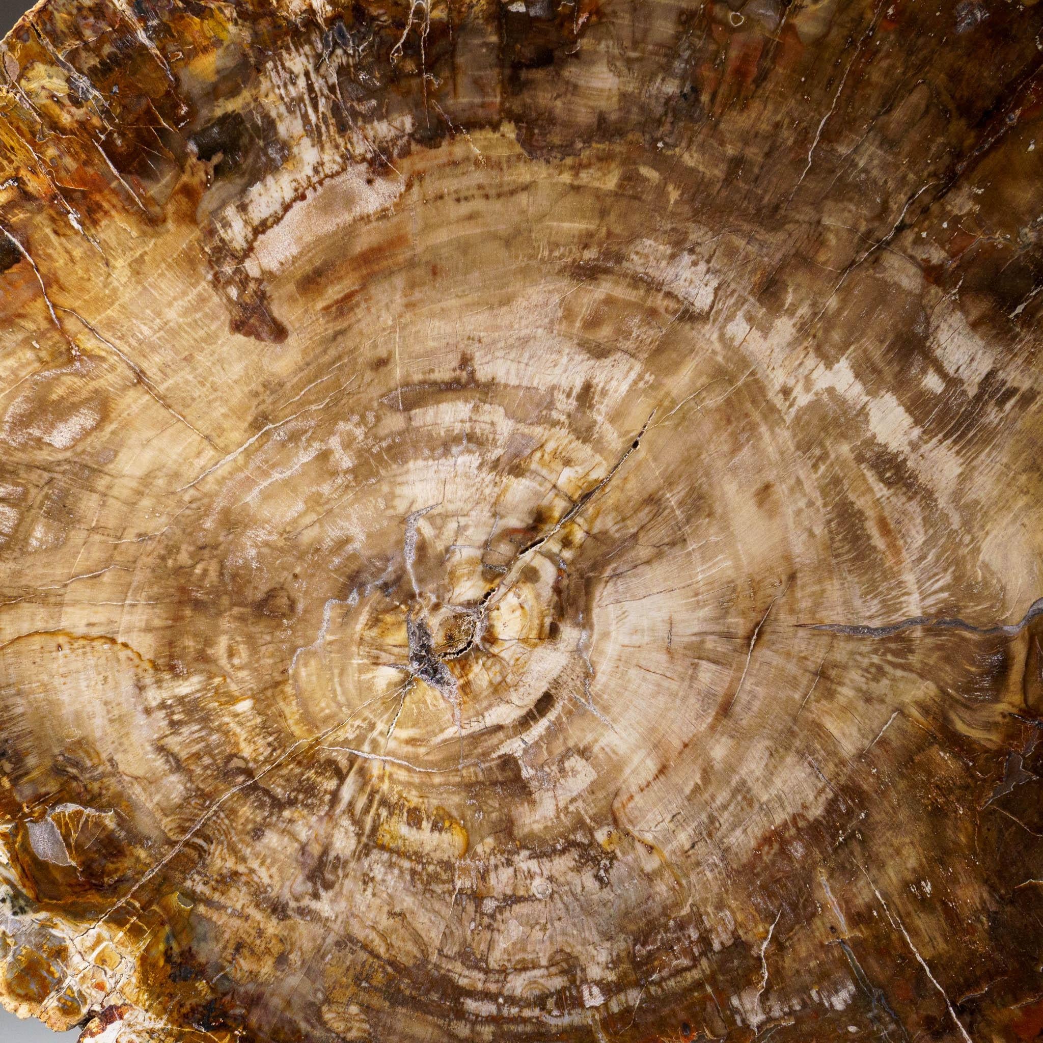 Diese schöne handpolierte versteinerte Holzscheibe stammt aus Madagaskar und wird mit einem Acrylständer geliefert. Es hat ein tolles Muster mit leuchtenden Braun-, Gelb- und Orangetönen. Versteinertes Holz, auch Agatized Wood genannt, entsteht,