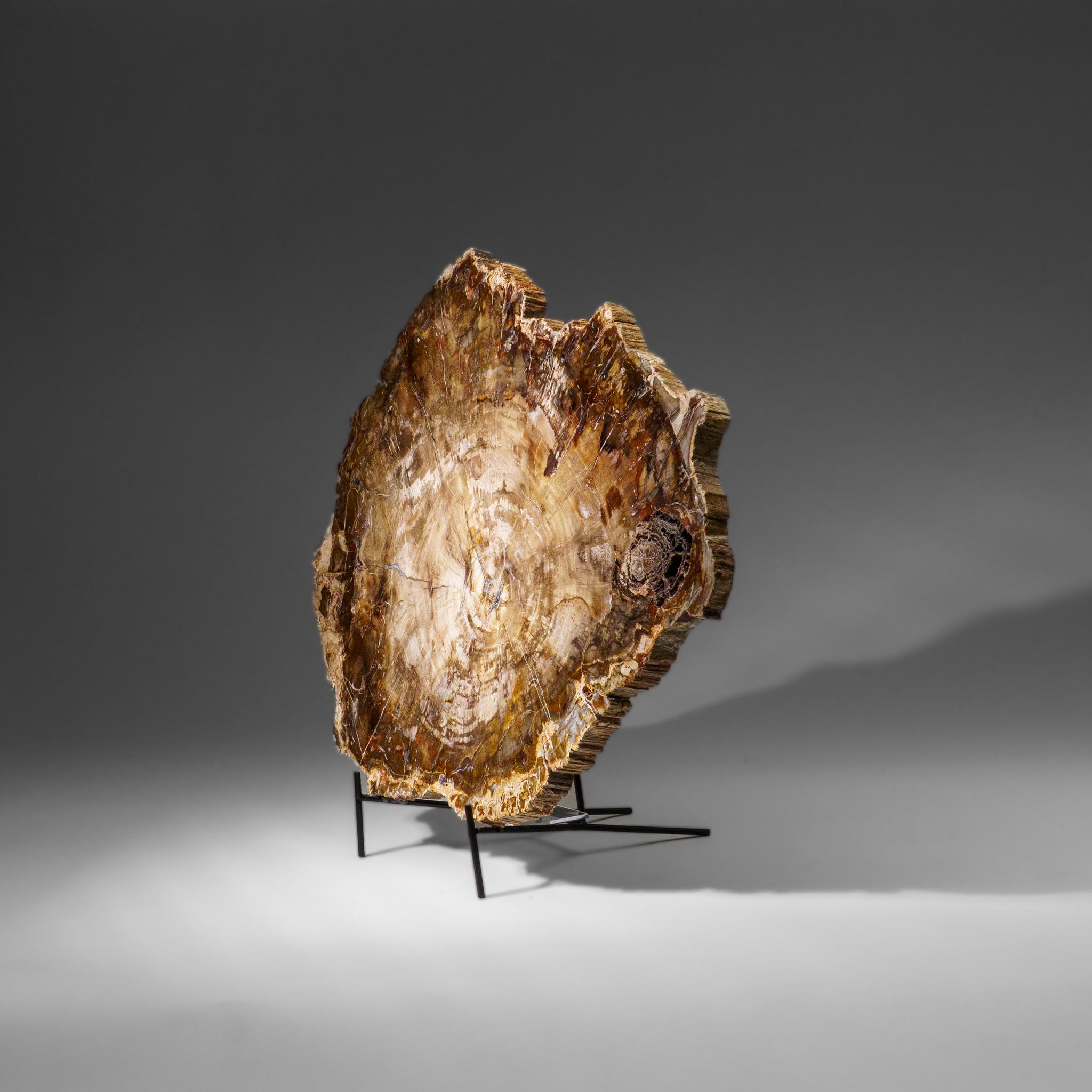 Echte polierte versteinerte Holzscheibe mit Metallständer (11 lbs) (Madagassisch) im Angebot