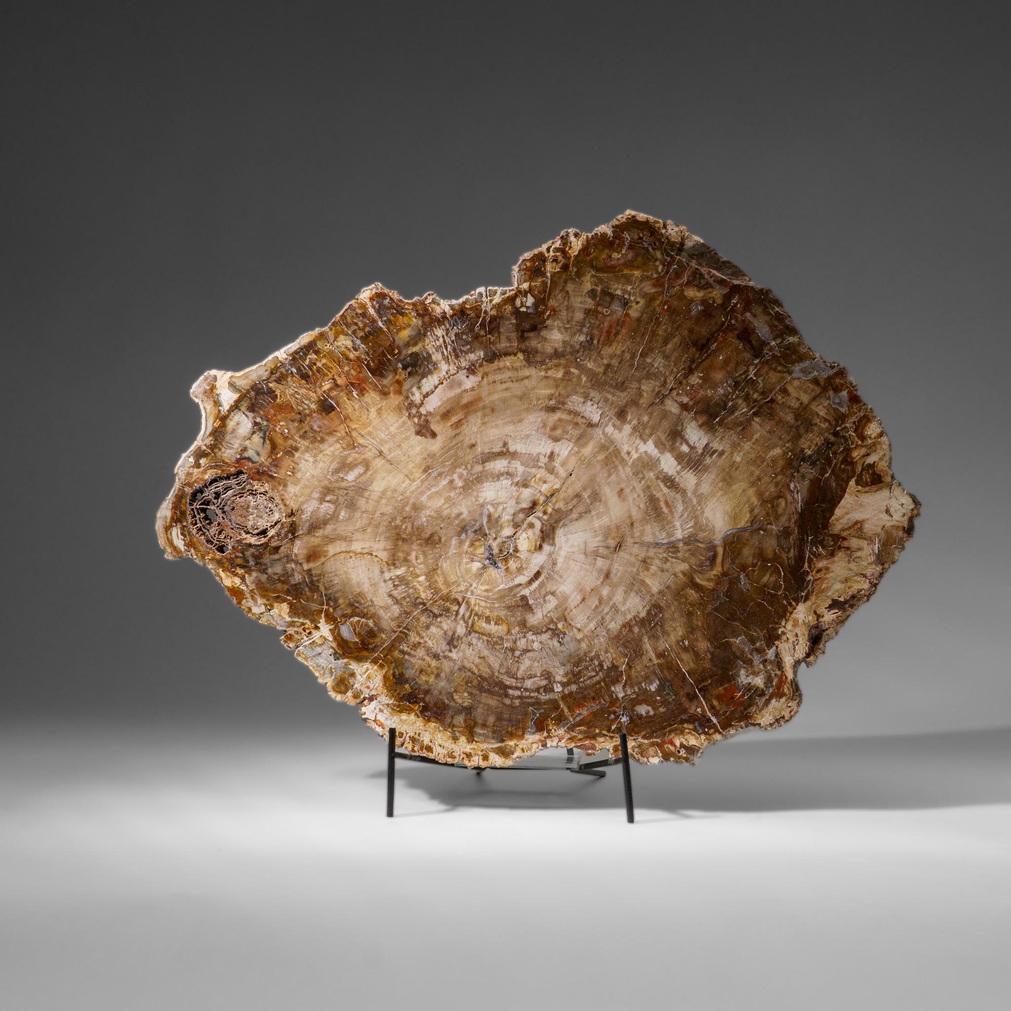 Echte polierte versteinerte Holzscheibe mit Metallständer (11 lbs) im Zustand „Neu��“ im Angebot in New York, NY