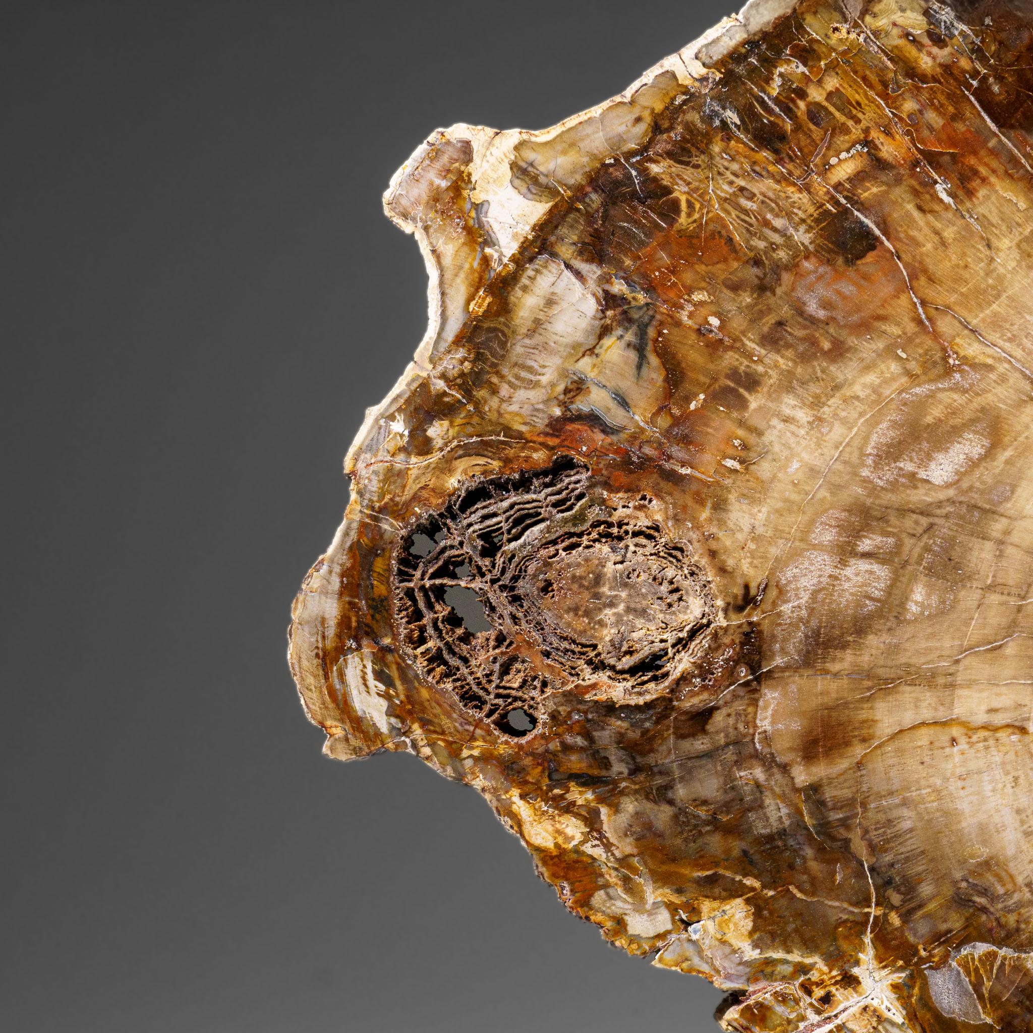 Echte polierte versteinerte Holzscheibe mit Metallständer (11 lbs) (21. Jahrhundert und zeitgenössisch) im Angebot