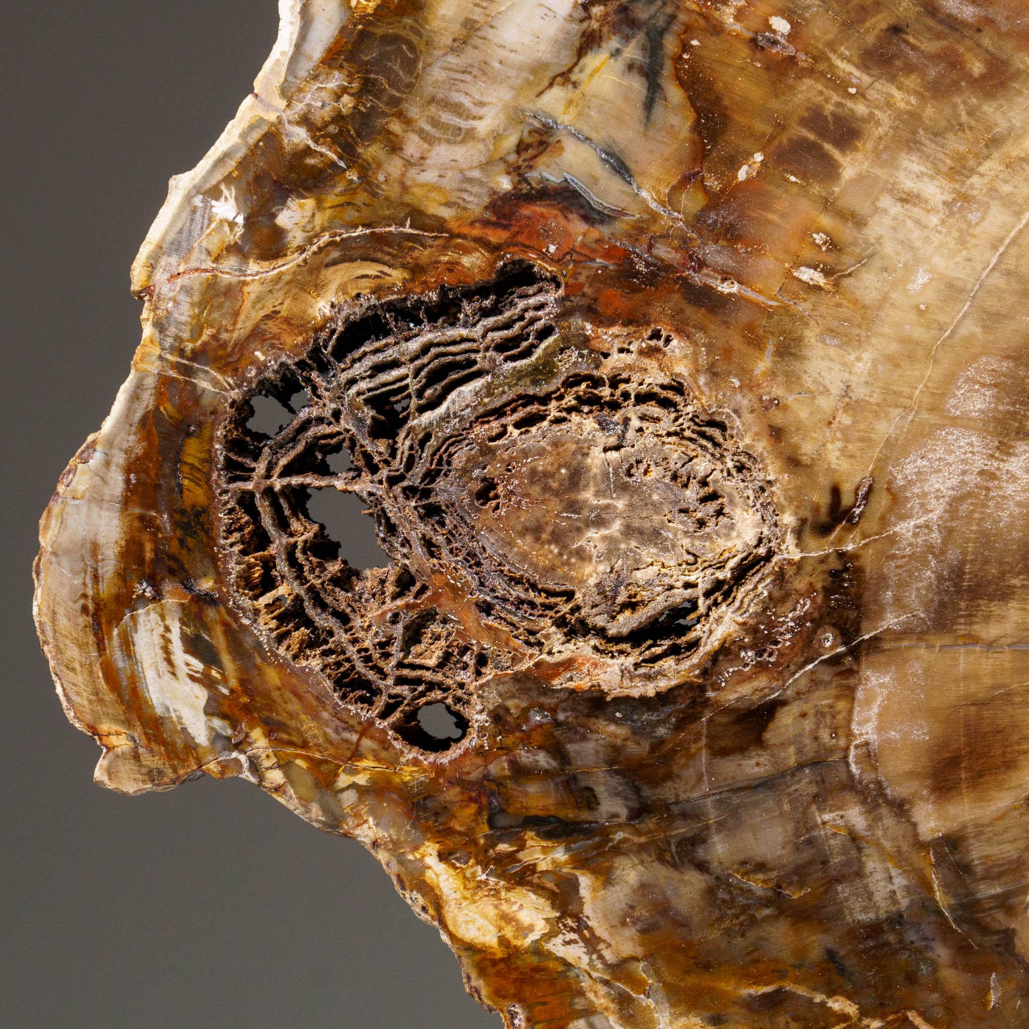 Echte polierte versteinerte Holzscheibe mit Metallständer (11 lbs) (Versteinertes Holz) im Angebot