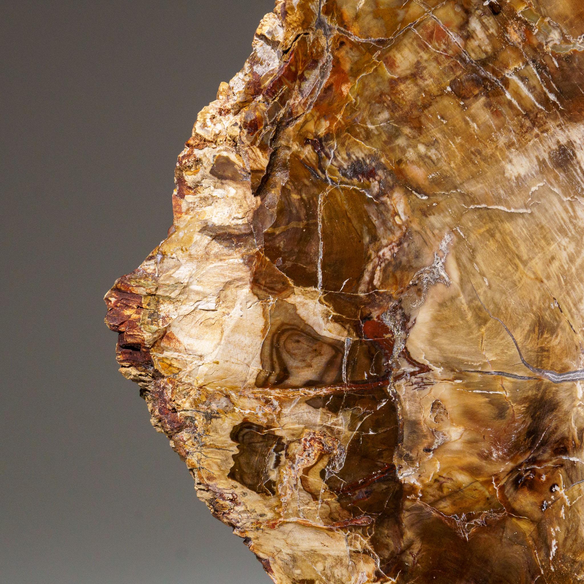 Echte polierte versteinerte Holzscheibe mit Metallständer (11 lbs) im Angebot 1