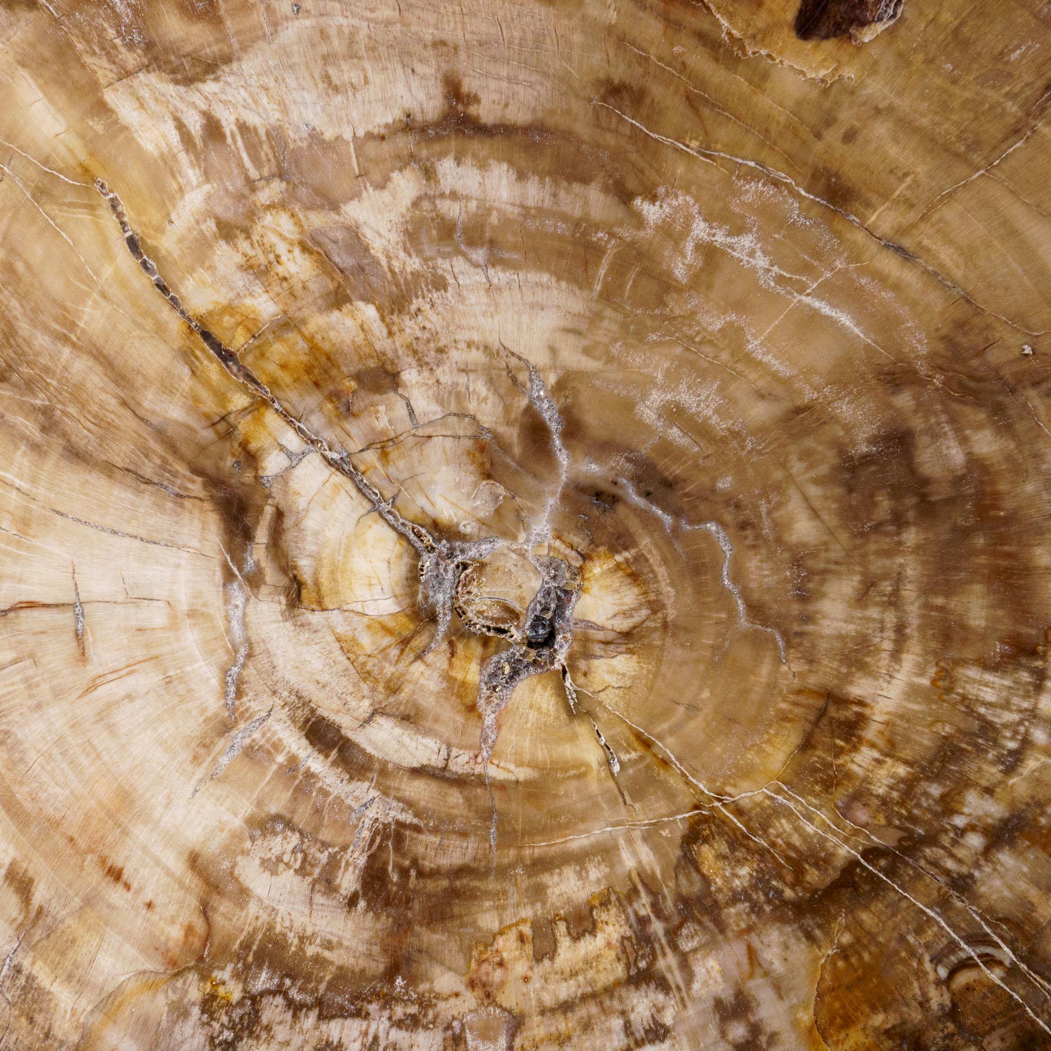 Echte polierte versteinerte Holzscheibe mit Metallständer (11 lbs) im Angebot 2