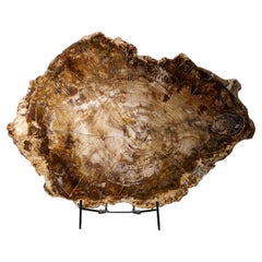Genuine Polished Petrified Wood Slice with Metal Display Stand (11 lbs)