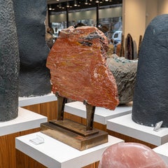 Rodaja auténtica de madera petrificada pulida con expositor metálico