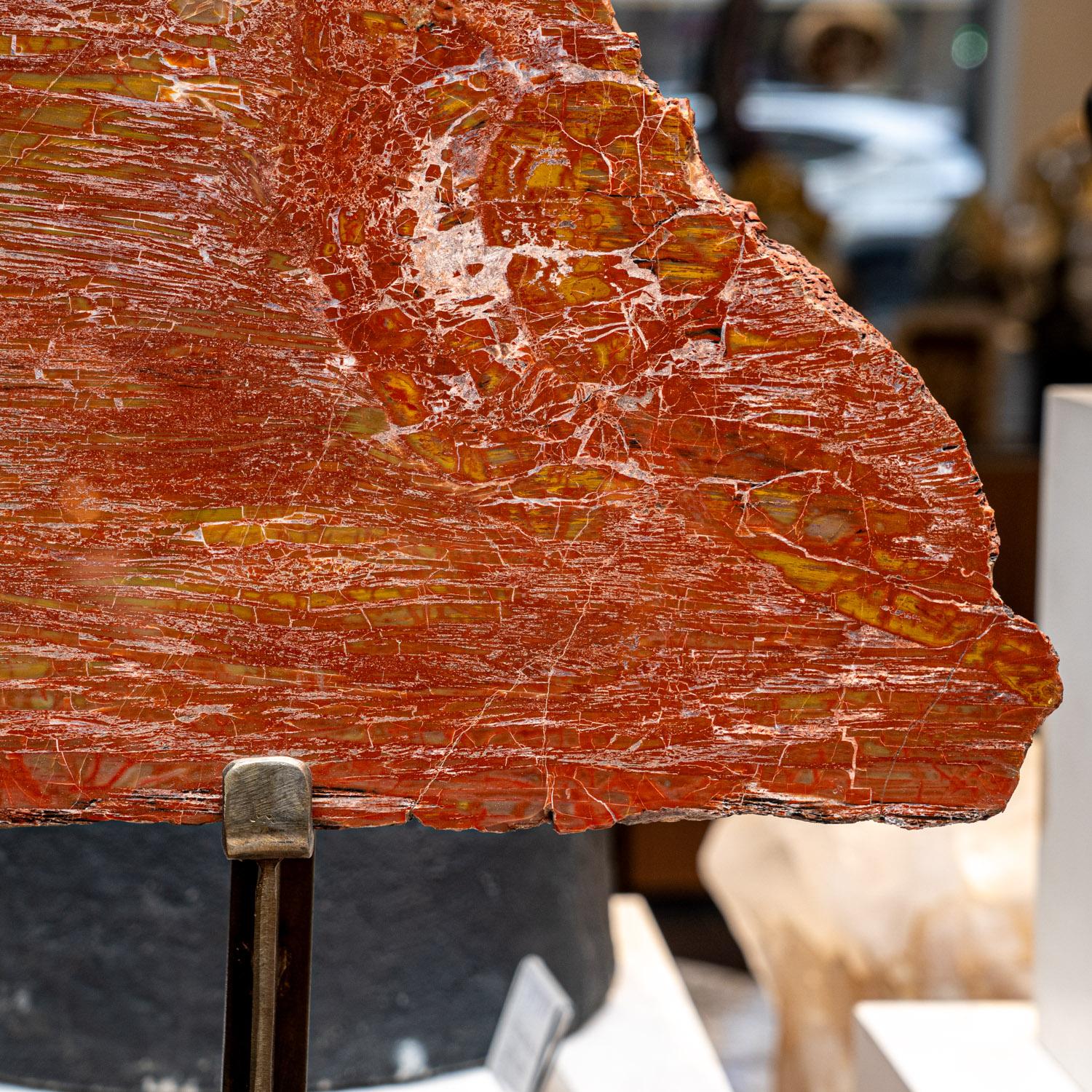 Vera fetta di legno pietrificato lucidato con espositore in metallo In condizioni ottime in vendita a New York, NY
