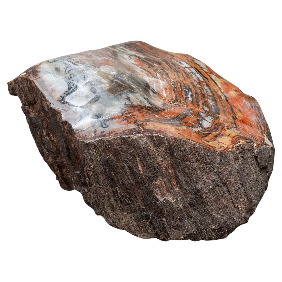 Genuine Polished Petrified Wood Stump from Arizona